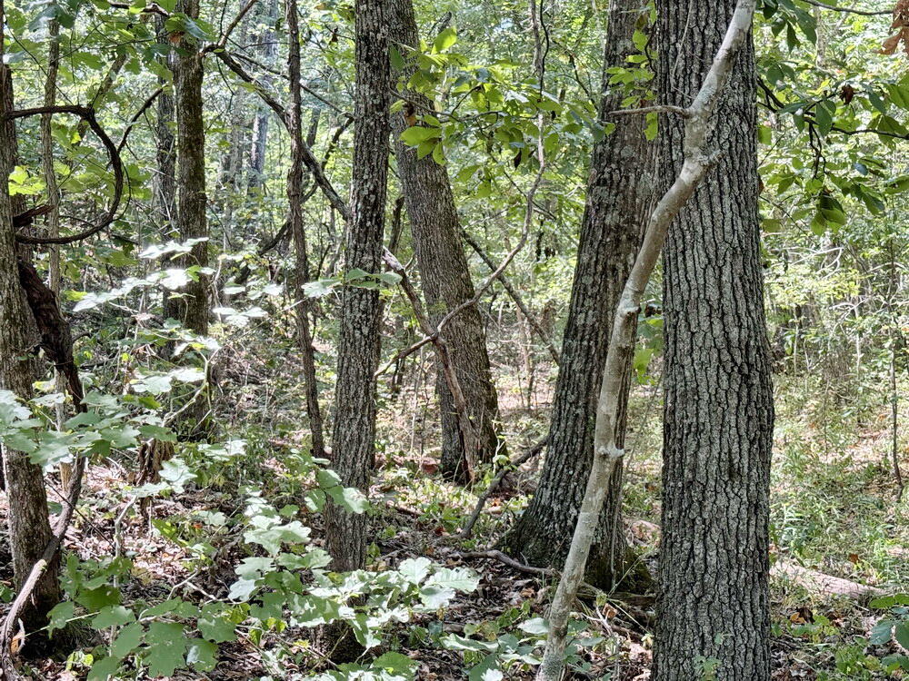 000 Southeast 500 Road Property Photo 13