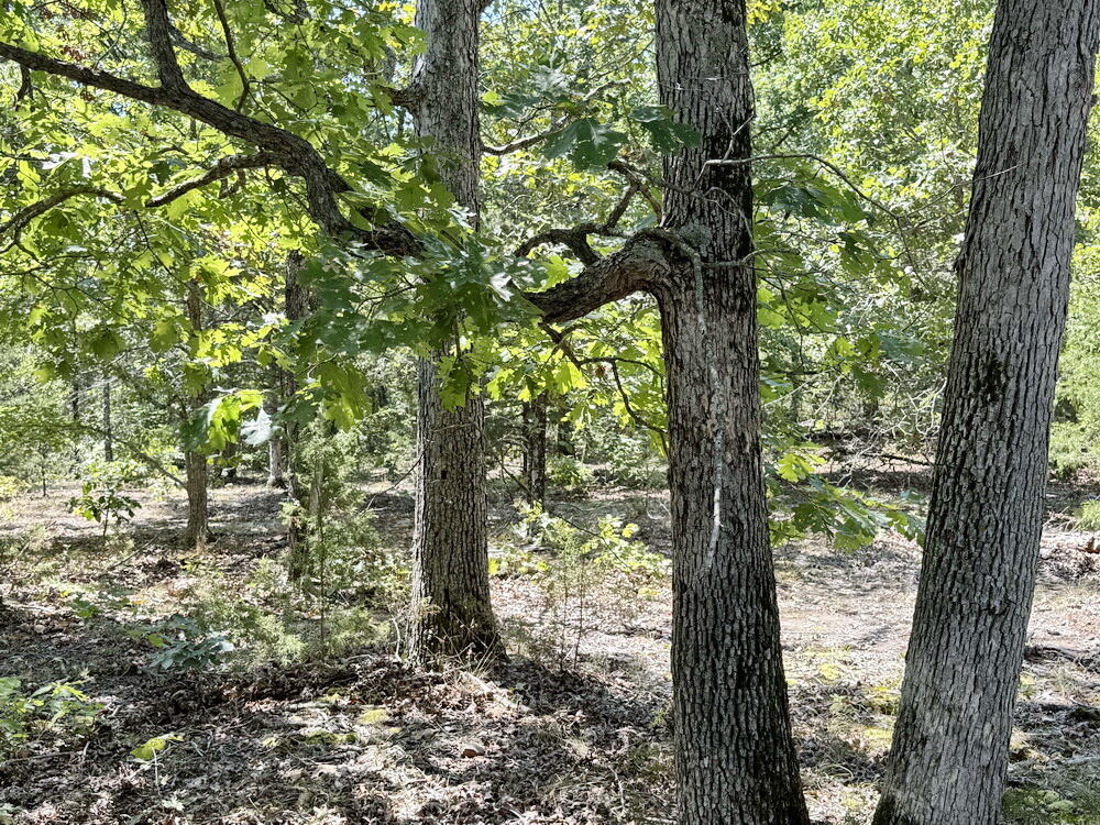 000 Southeast 500 Road Property Photo 19