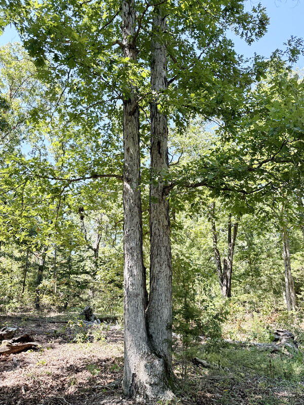 000 Southeast 500 Road Property Photo 22