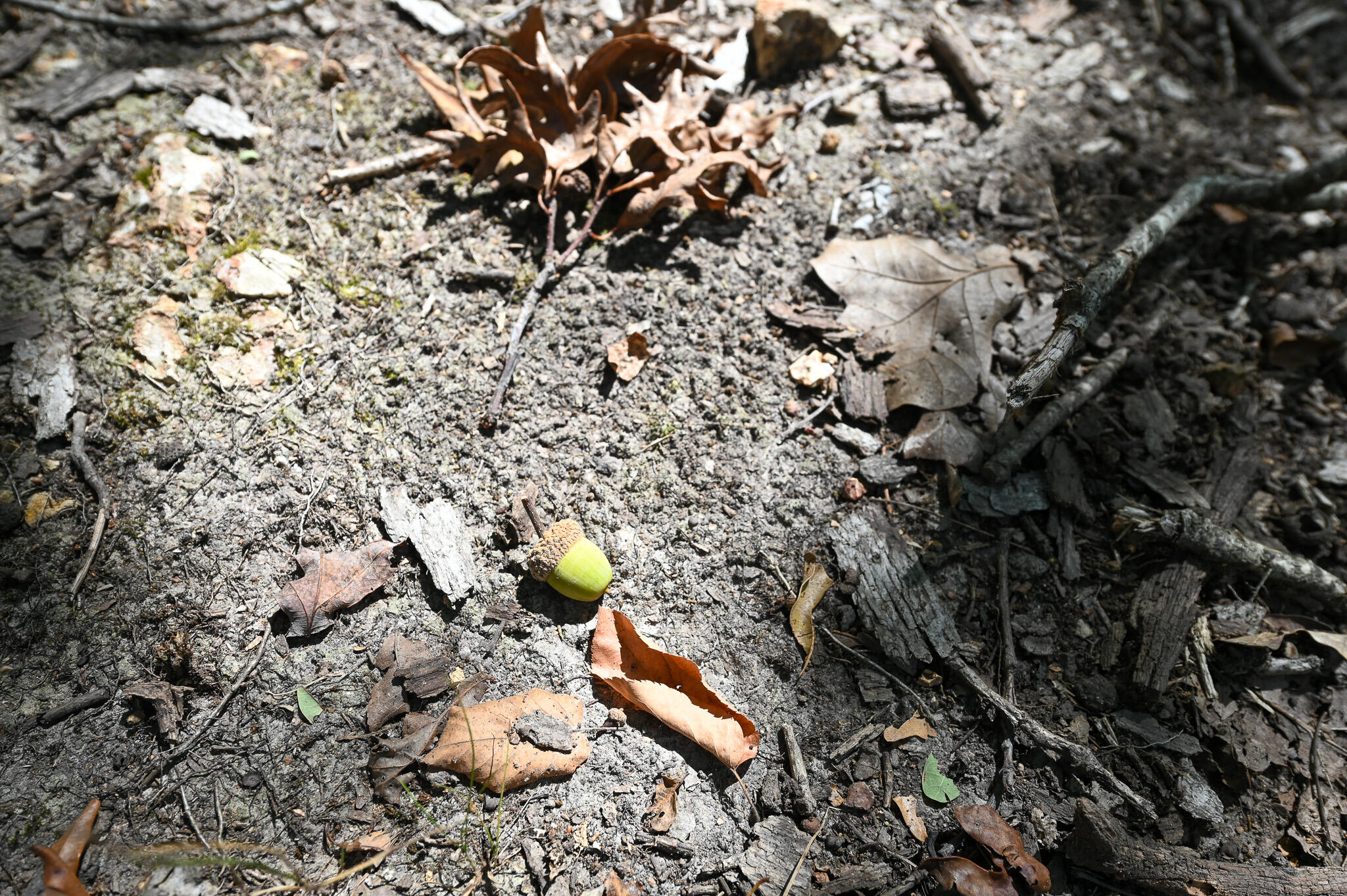 Tbd Gods Little Acre Property Photo 16