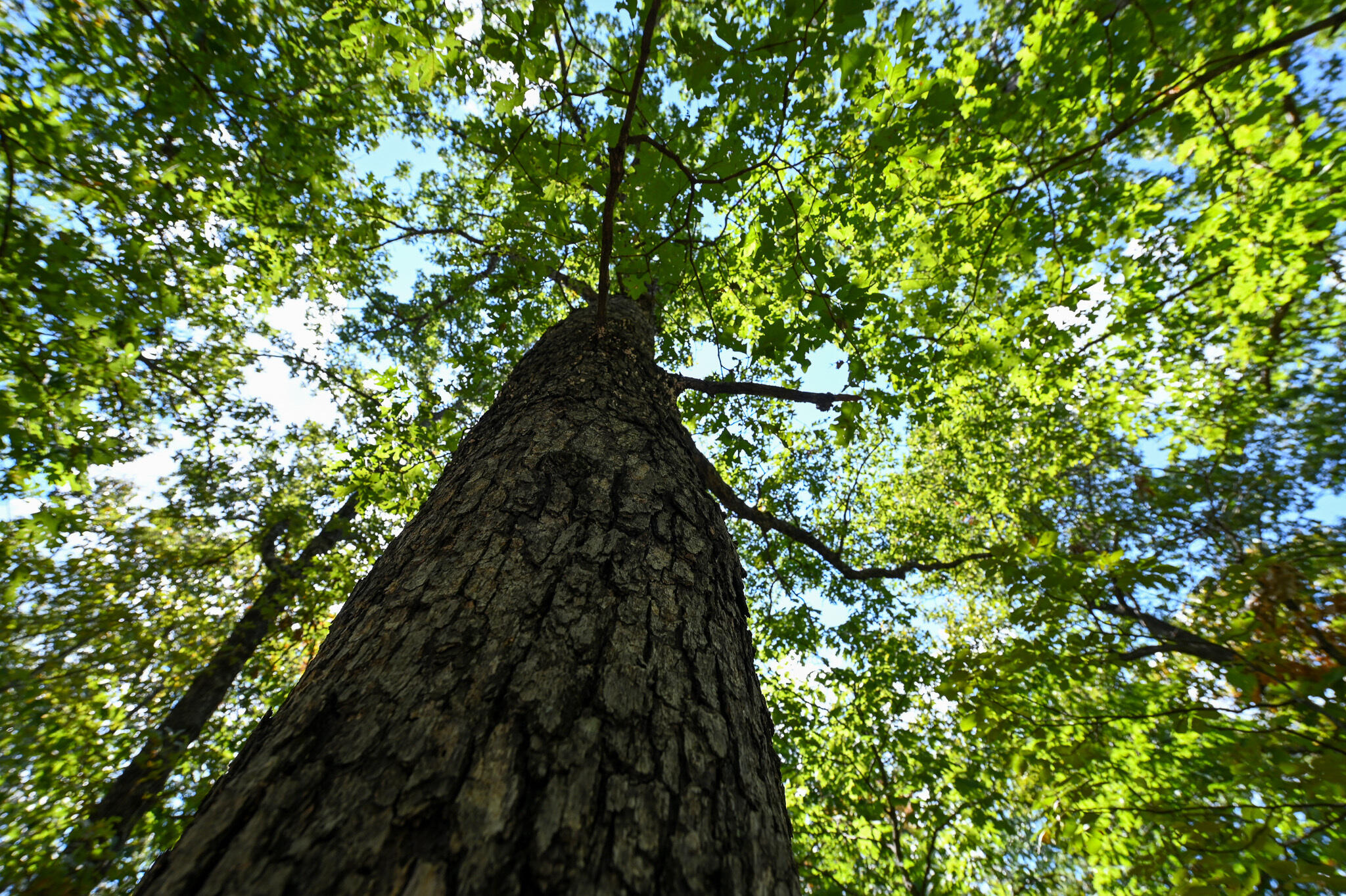Tbd Gods Little Acre Property Photo 18