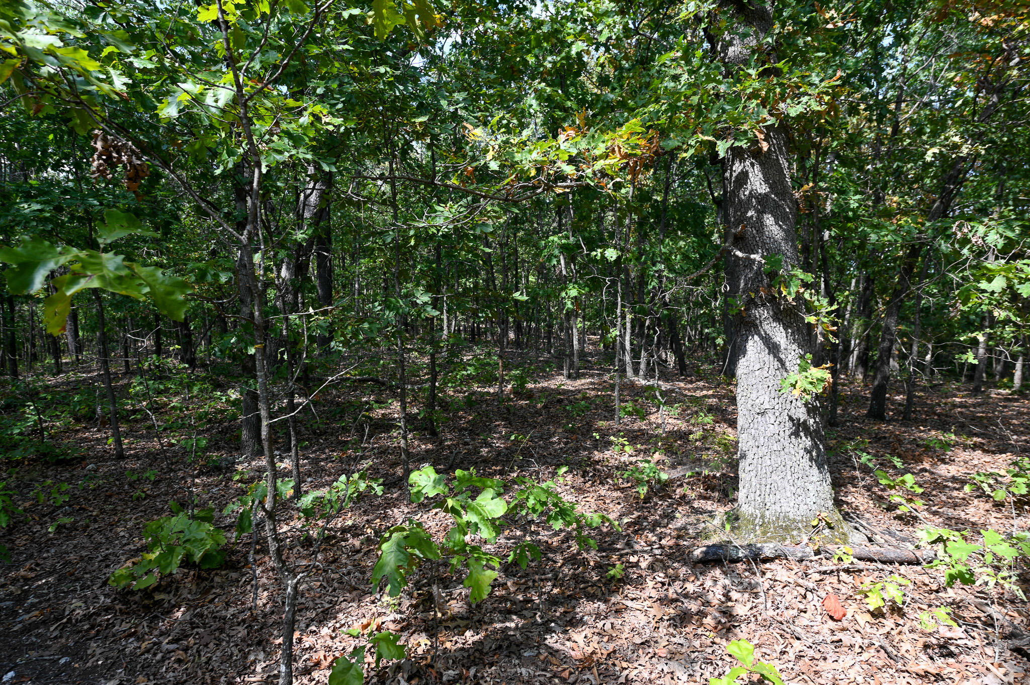 Tbd Gods Little Acre Property Photo 30