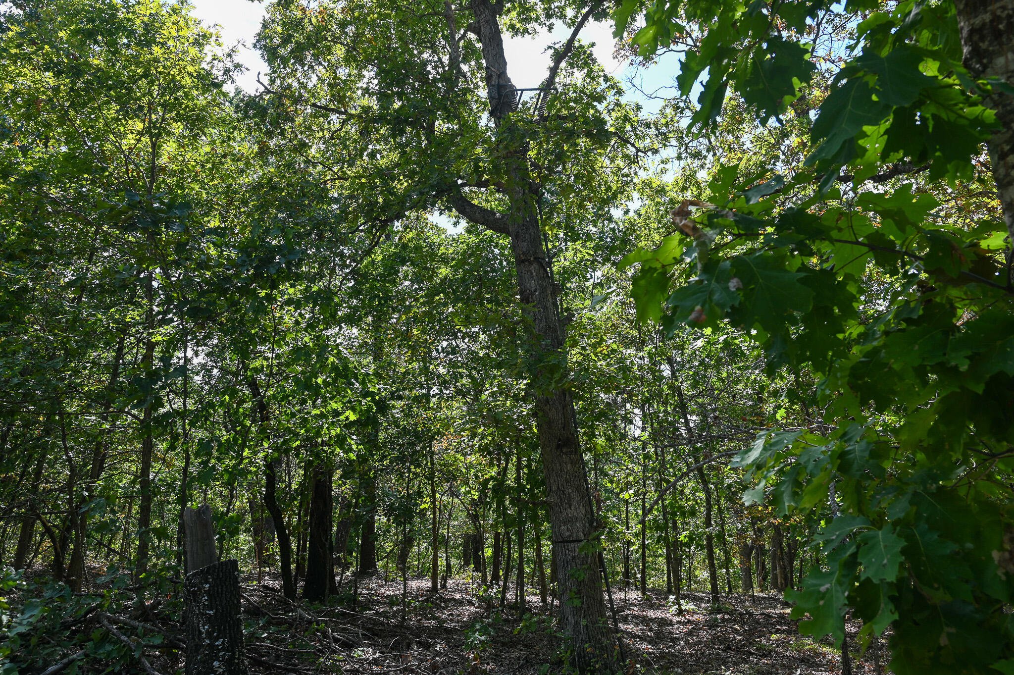 Tbd Gods Little Acre Property Photo 33