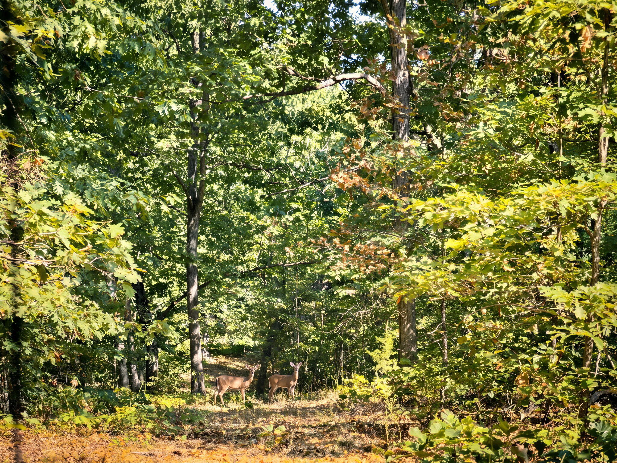 3723 Weaver Road Property Photo 18