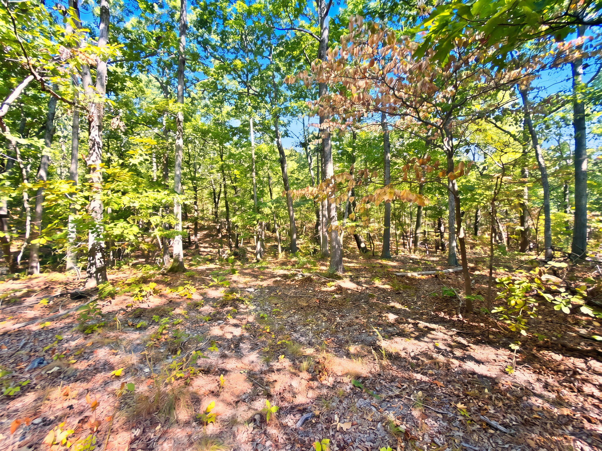 3723 Weaver Road Property Photo 23