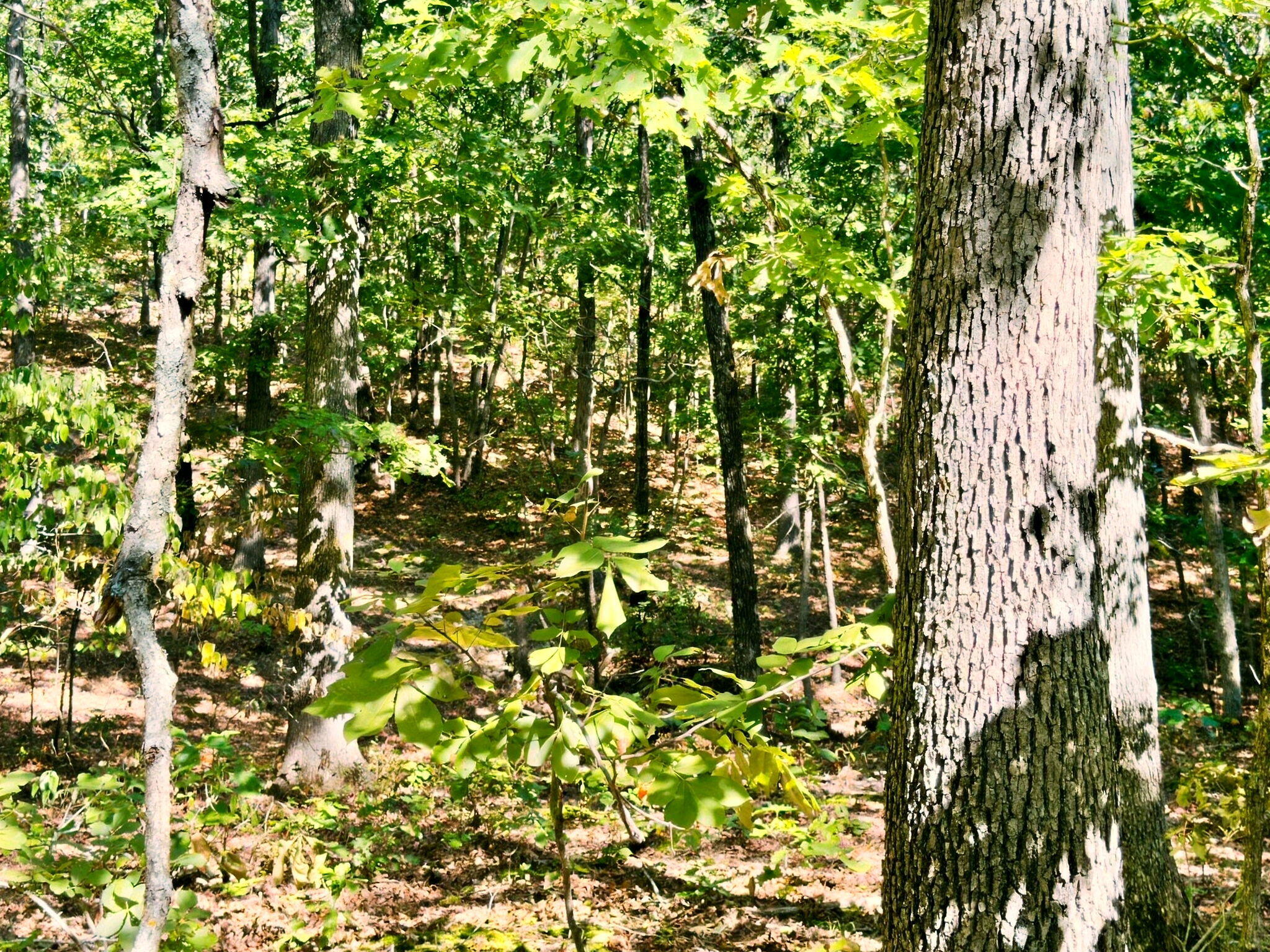 3723 Weaver Road Property Photo 25