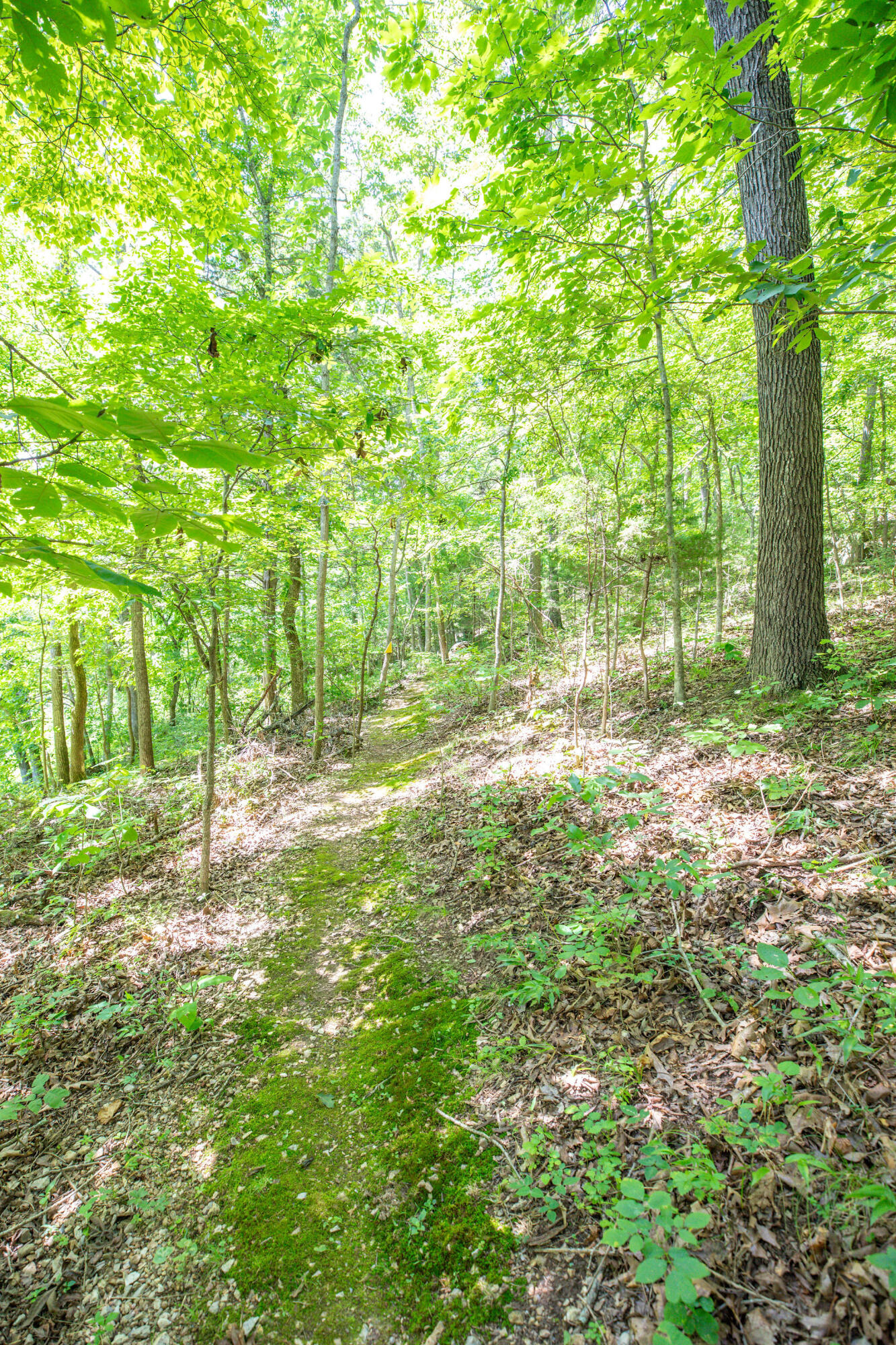 3961 County Road 102 Property Photo 50