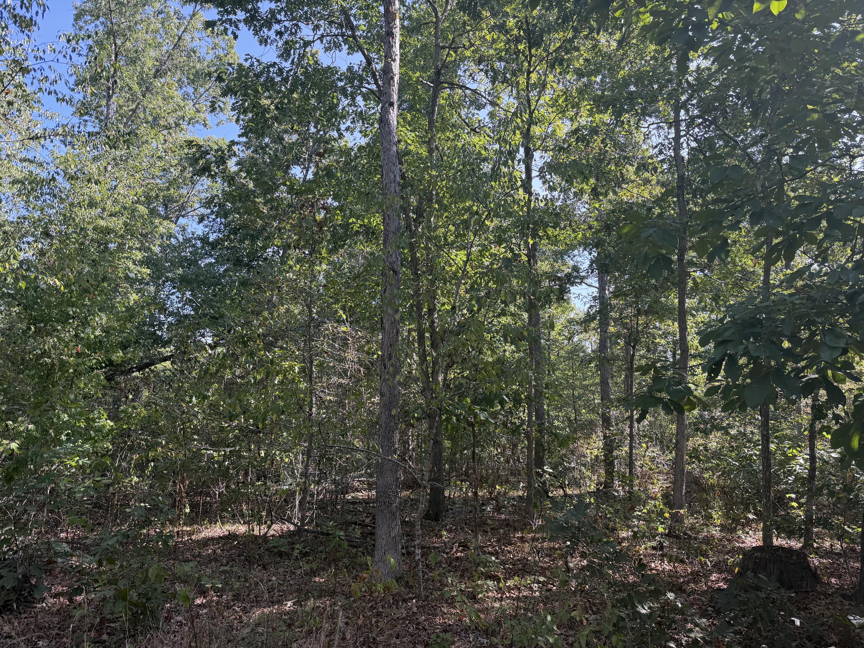 196 Forest Rd 9673 Property Photo 5