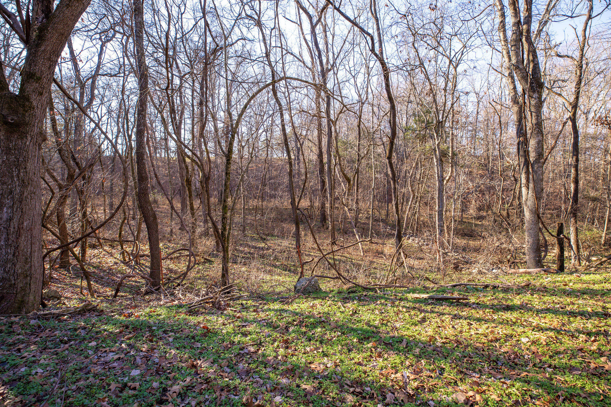 Tbd Honeysuckle & County Road 433 Property Photo 15
