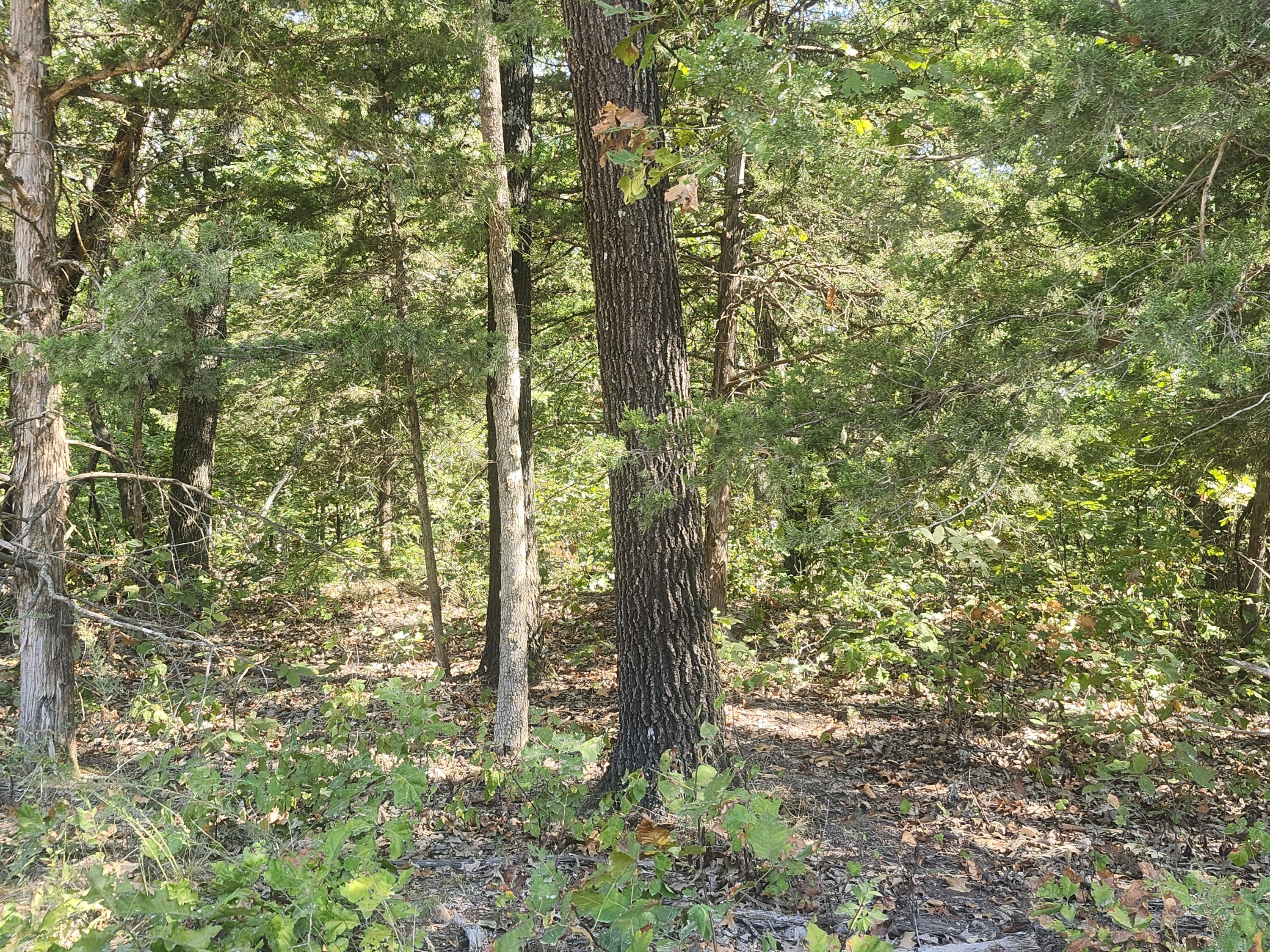 13239 County Road 290 Property Photo 5