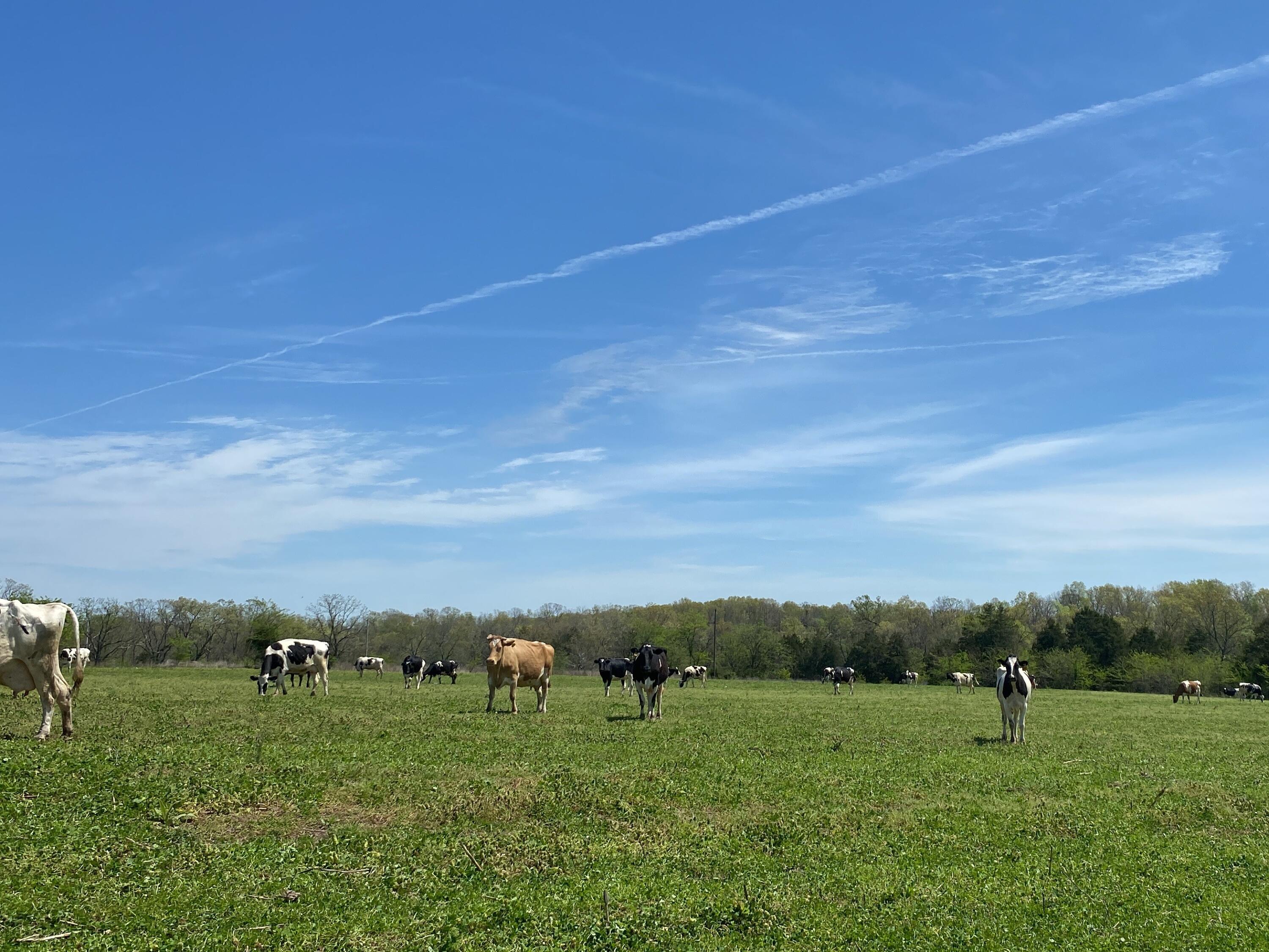 9290 Burton Branch Road Property Photo 14