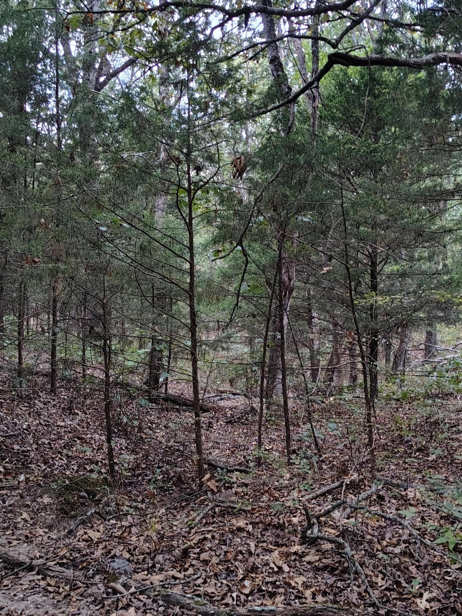 30001 State Highway Hh Property Photo 16