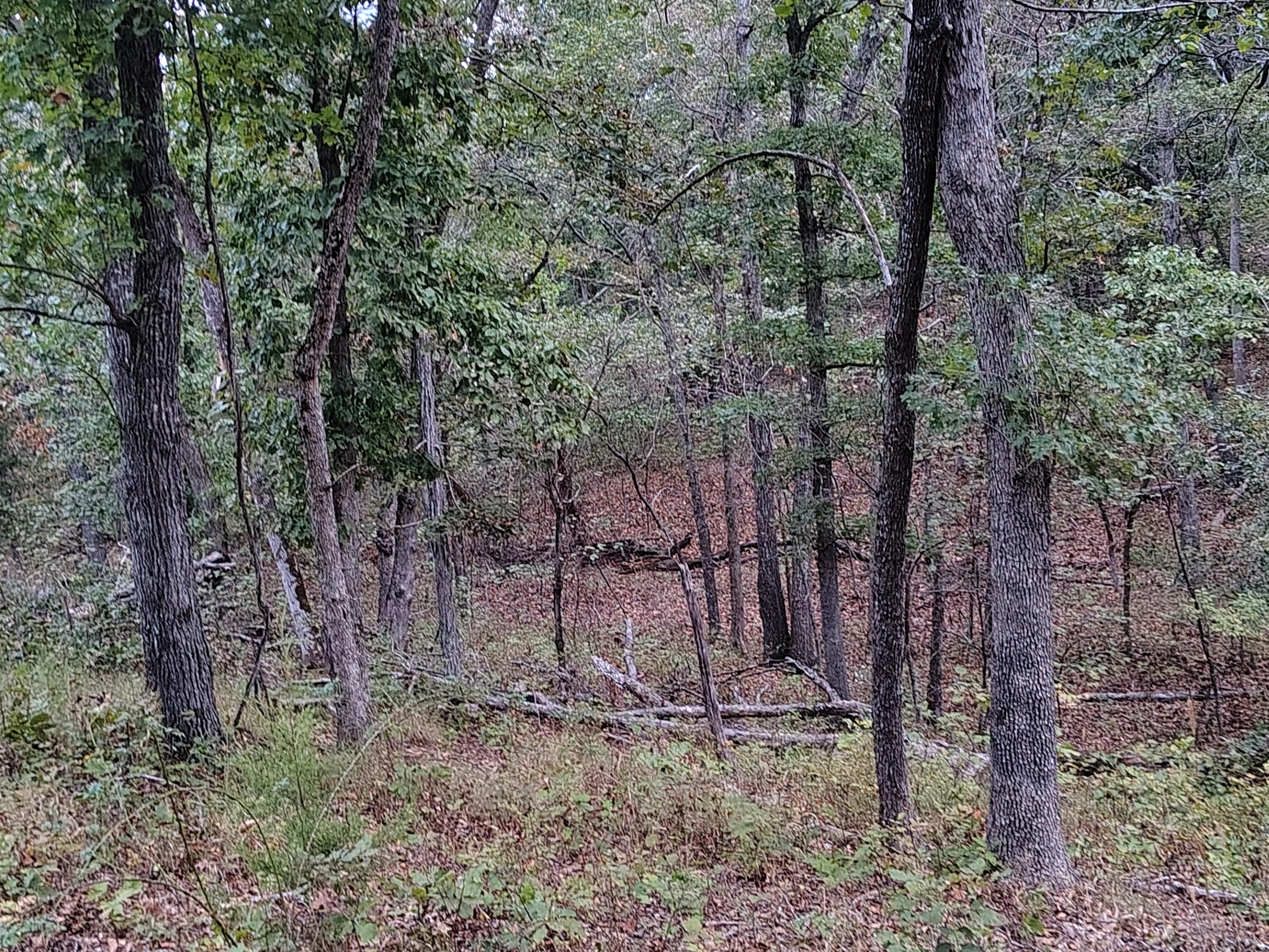 30001 State Highway Hh Property Photo 18