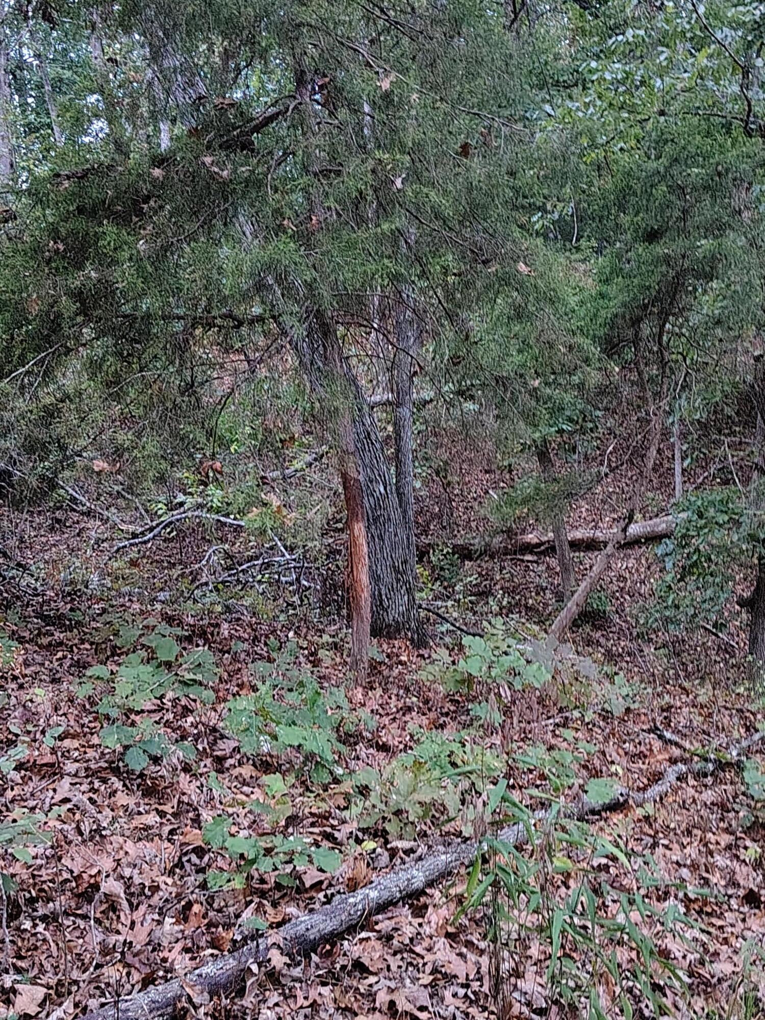 30001 State Highway Hh Property Photo 22