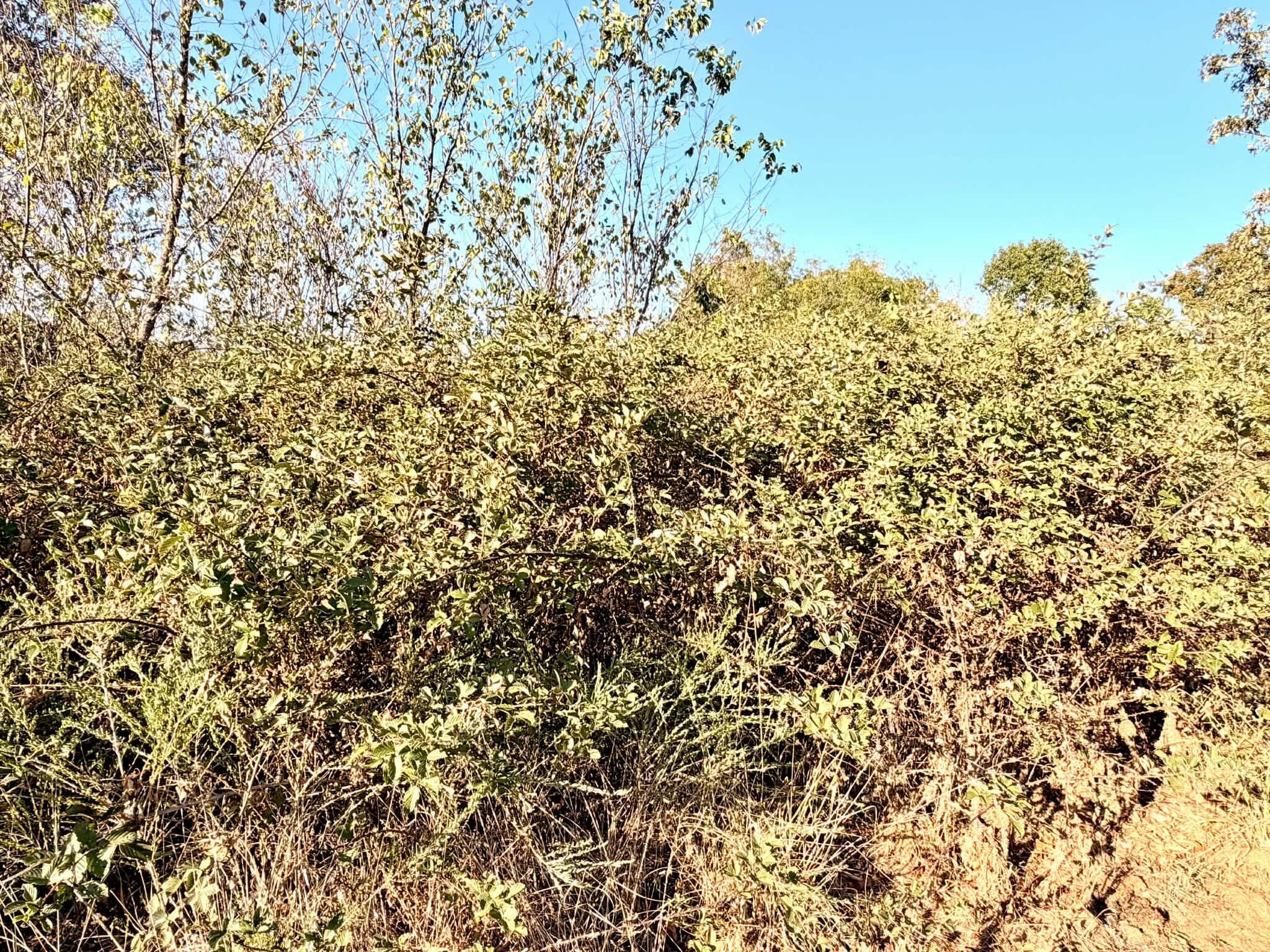 20315 East Hwy H Property Photo 21