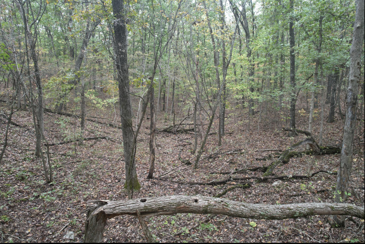 113 Ridge Trail Road Property Photo 18