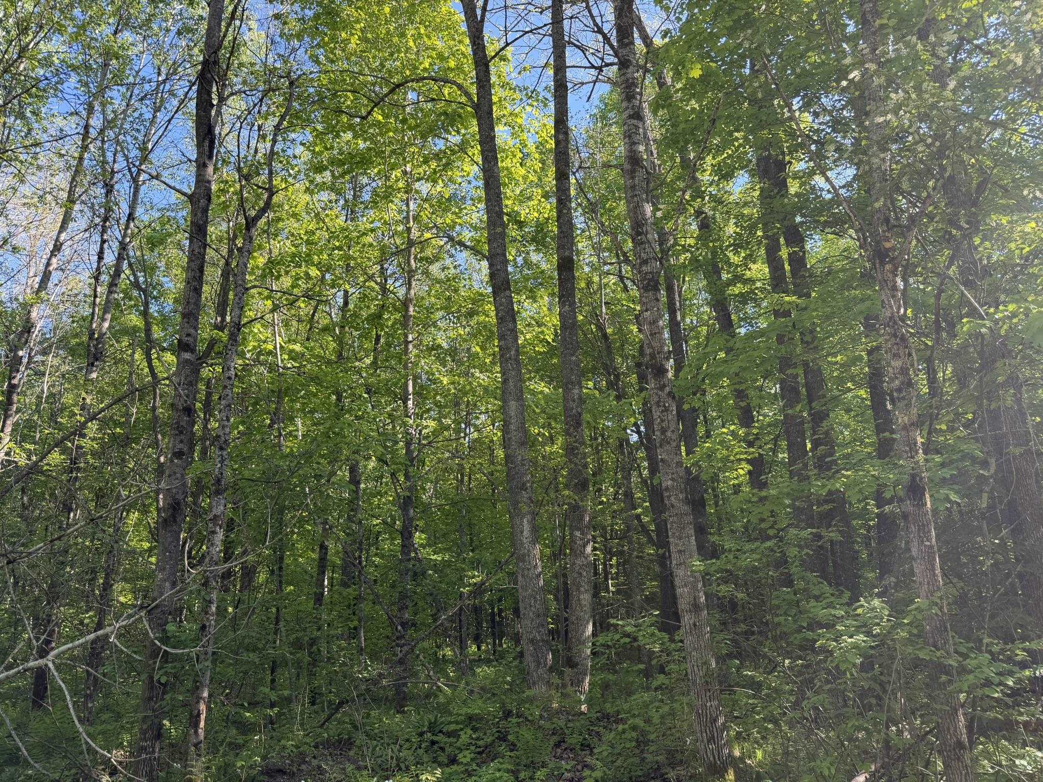 Dream Lake Road Property Photo 1