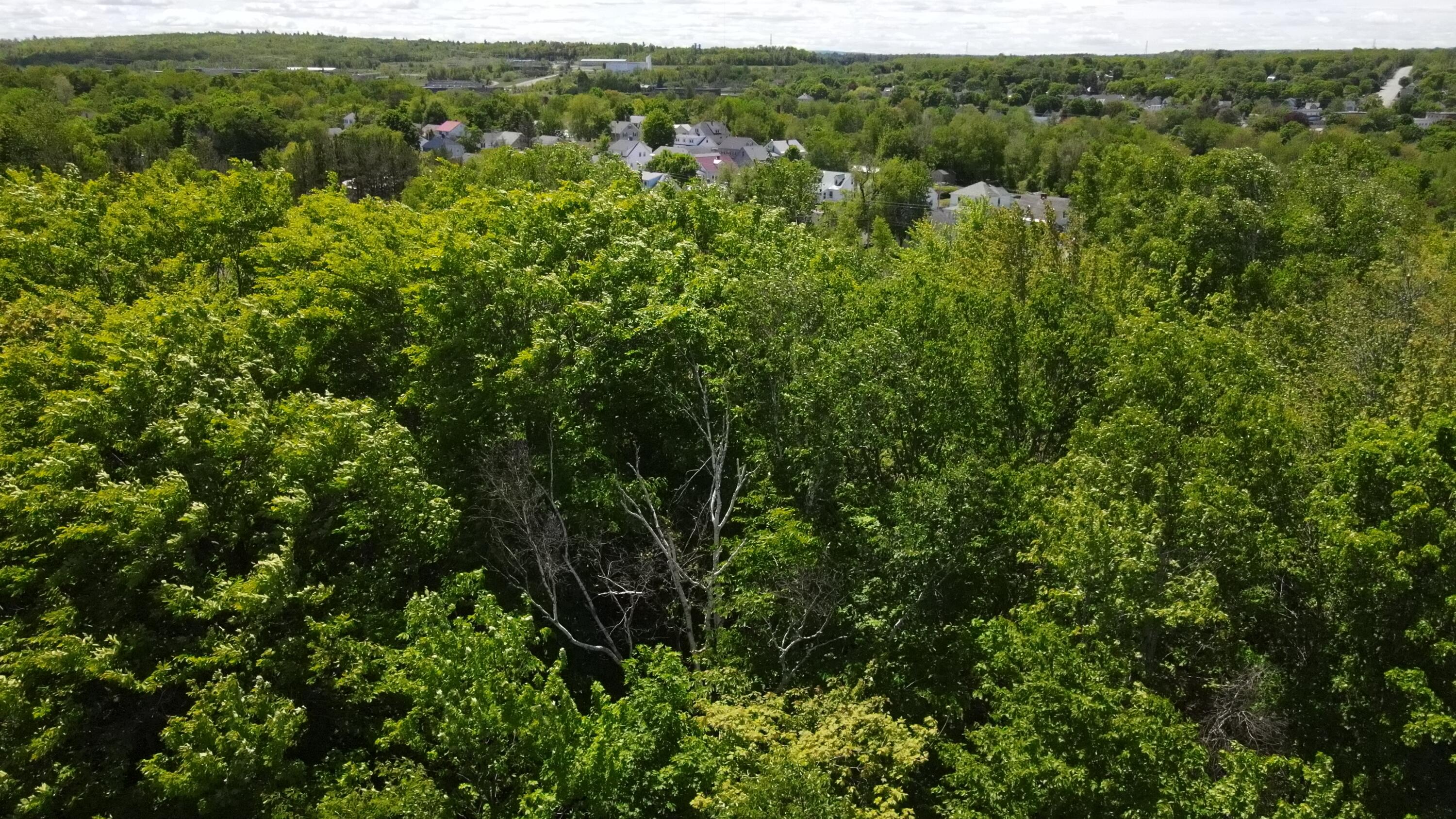 6 & 6a Forest Avenue Property Photo 11