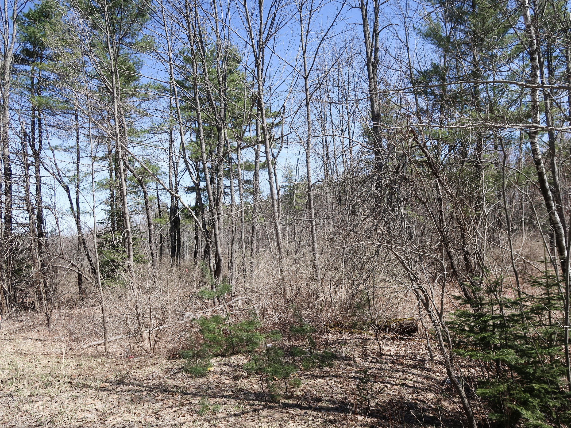 Lot #5 Sturtevant Hill Road Property Photo 6