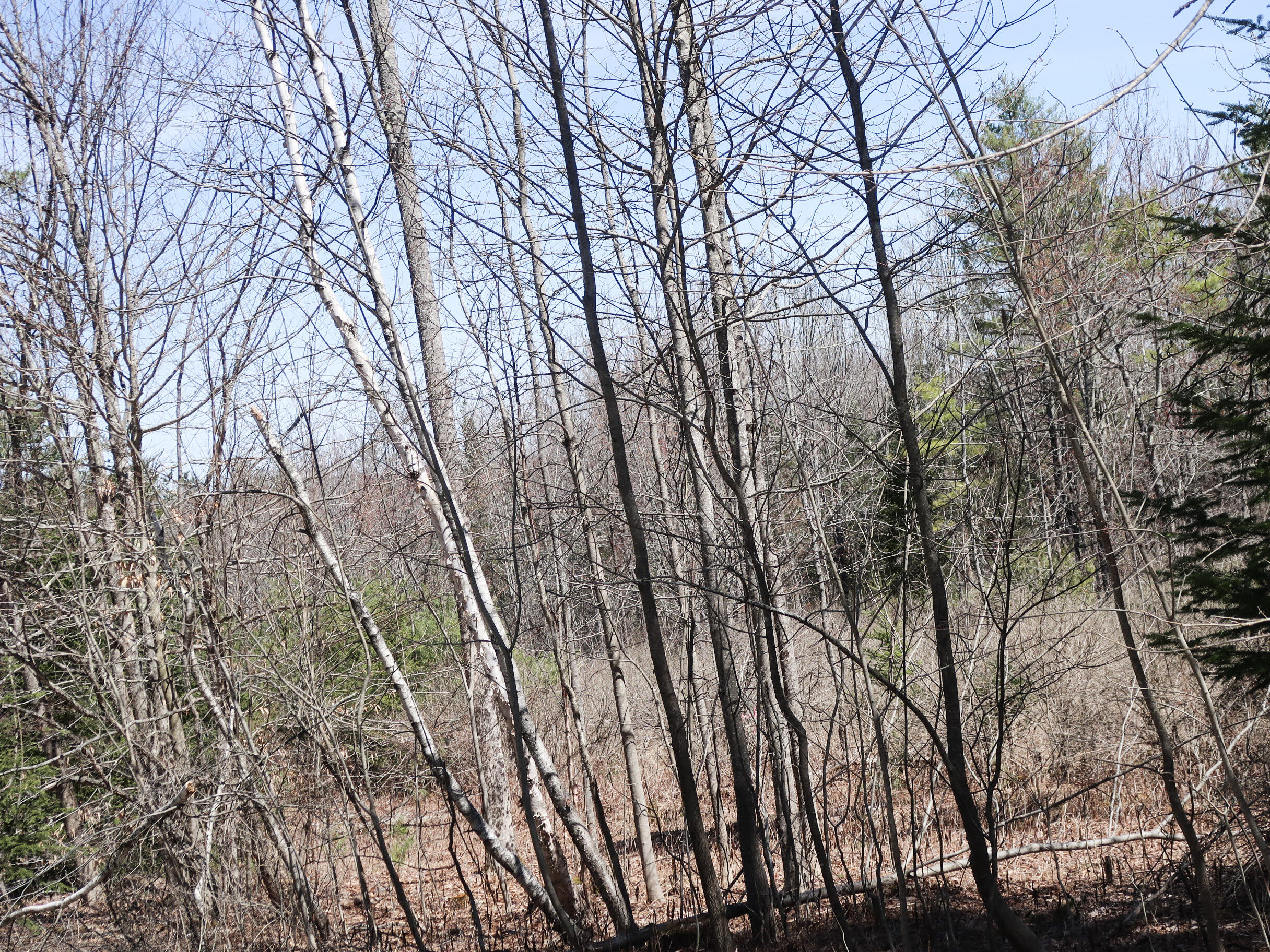 Lot #5 Sturtevant Hill Road Property Photo 9