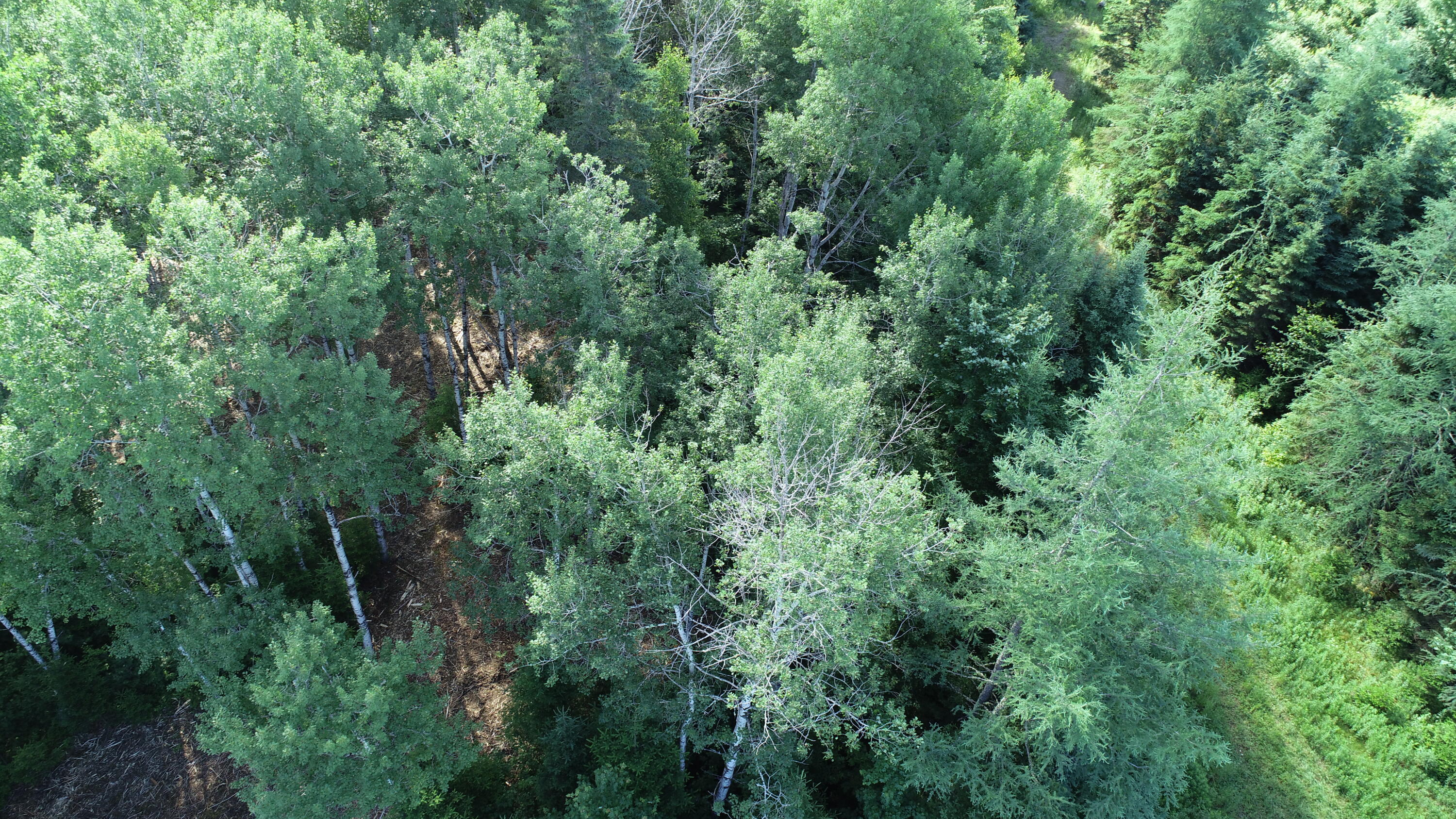 Lot 39 Smith (haney) Road Property Photo 9