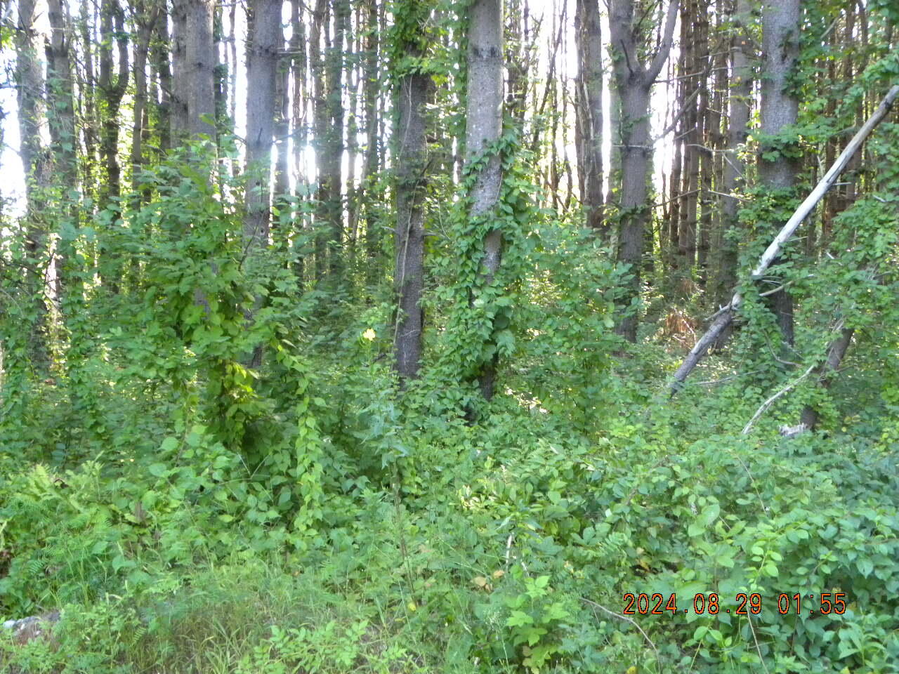 Lot A Bernier Road Property Photo 9