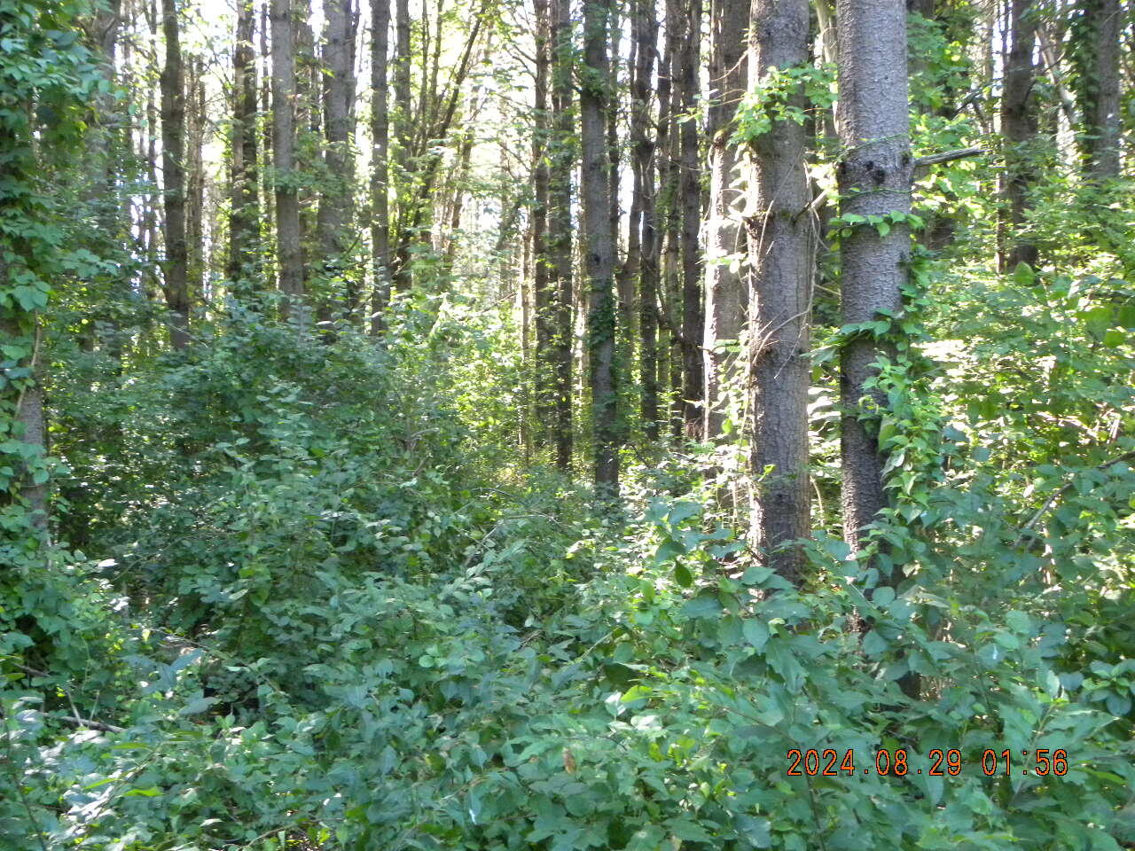 Lot A Bernier Road Property Photo 10