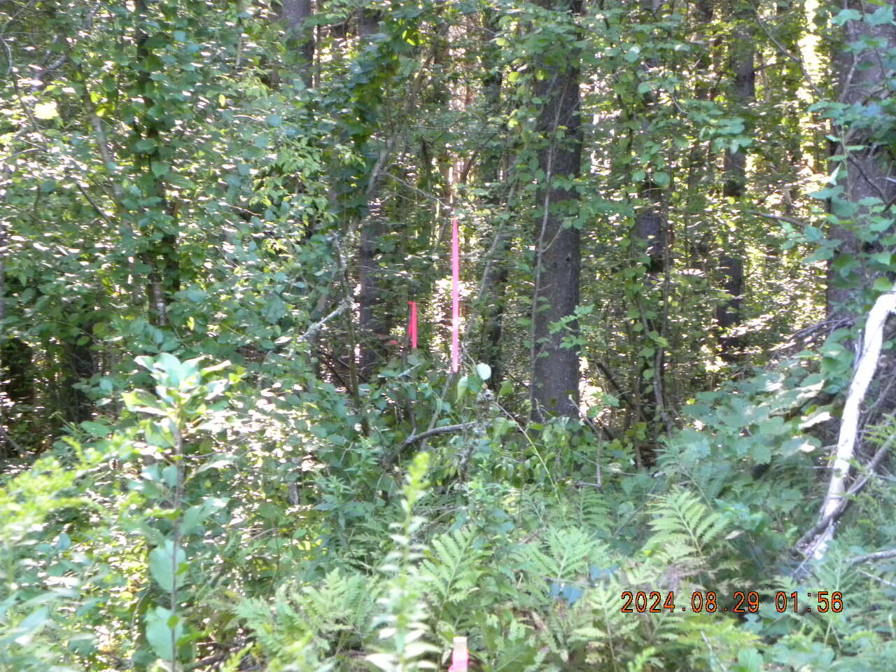 Lot A Bernier Road Property Photo 12