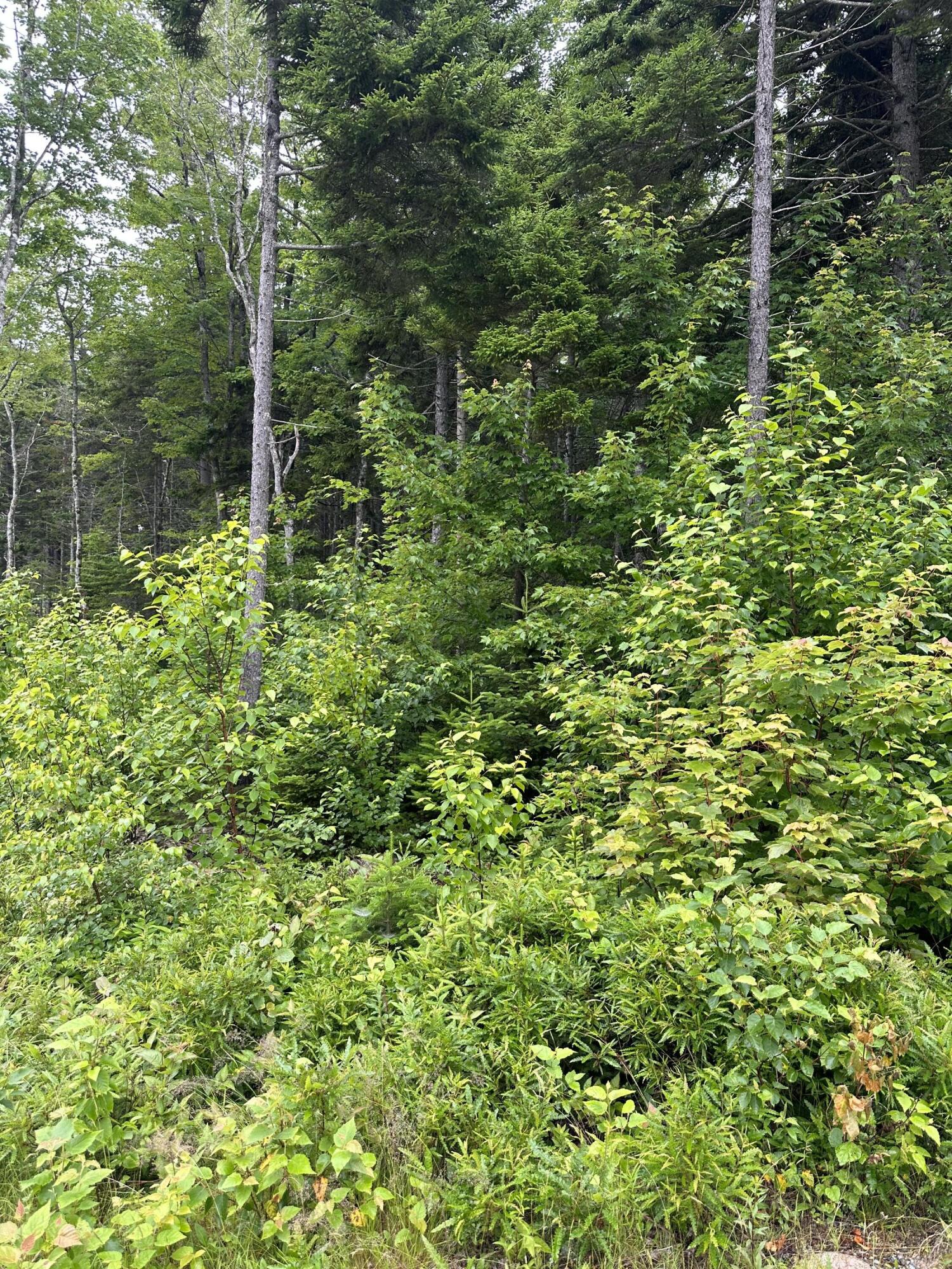 Lot 44 Estates Road Property Photo 1