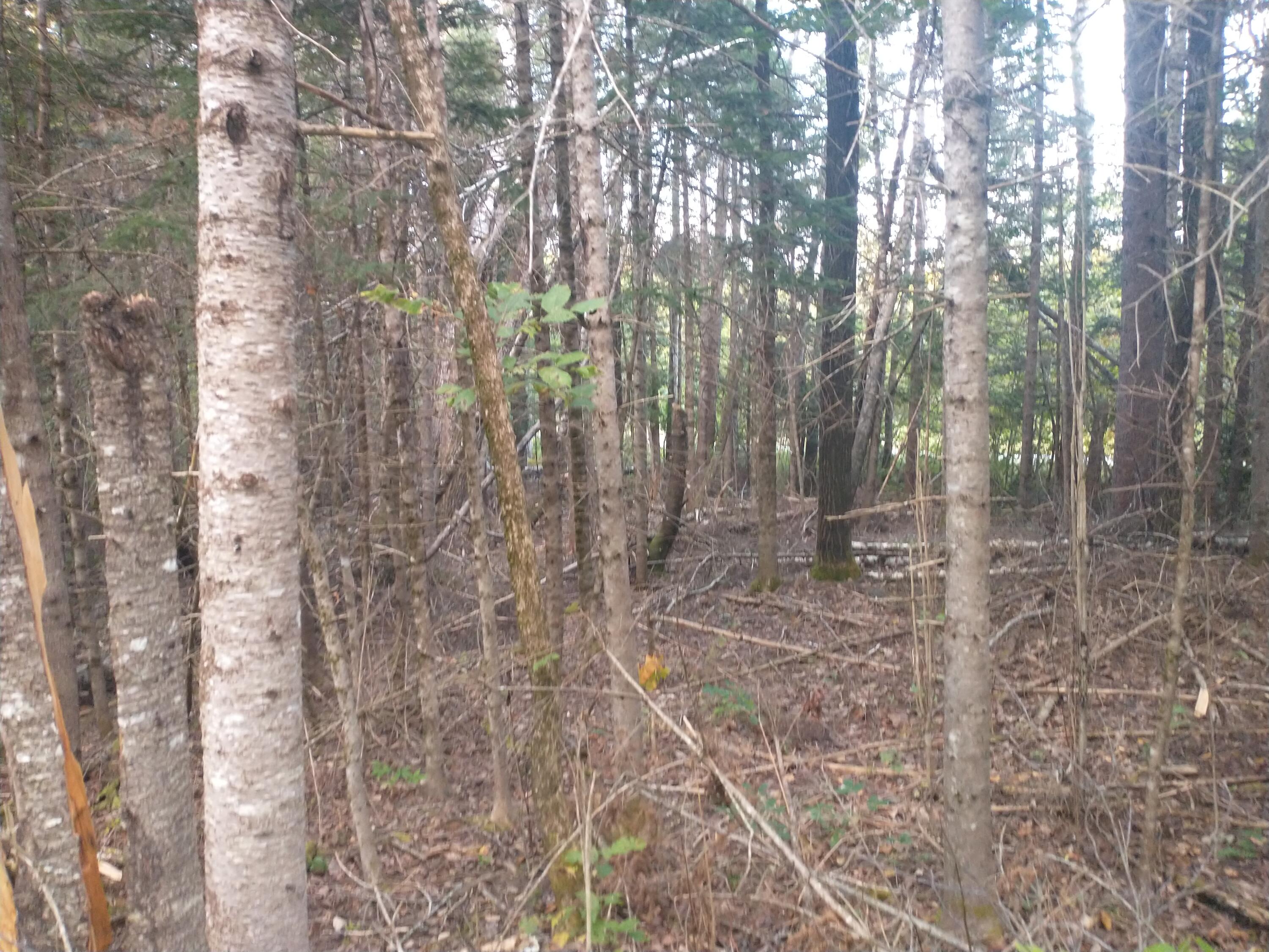 00 Tucker Ridge Road Property Photo 7