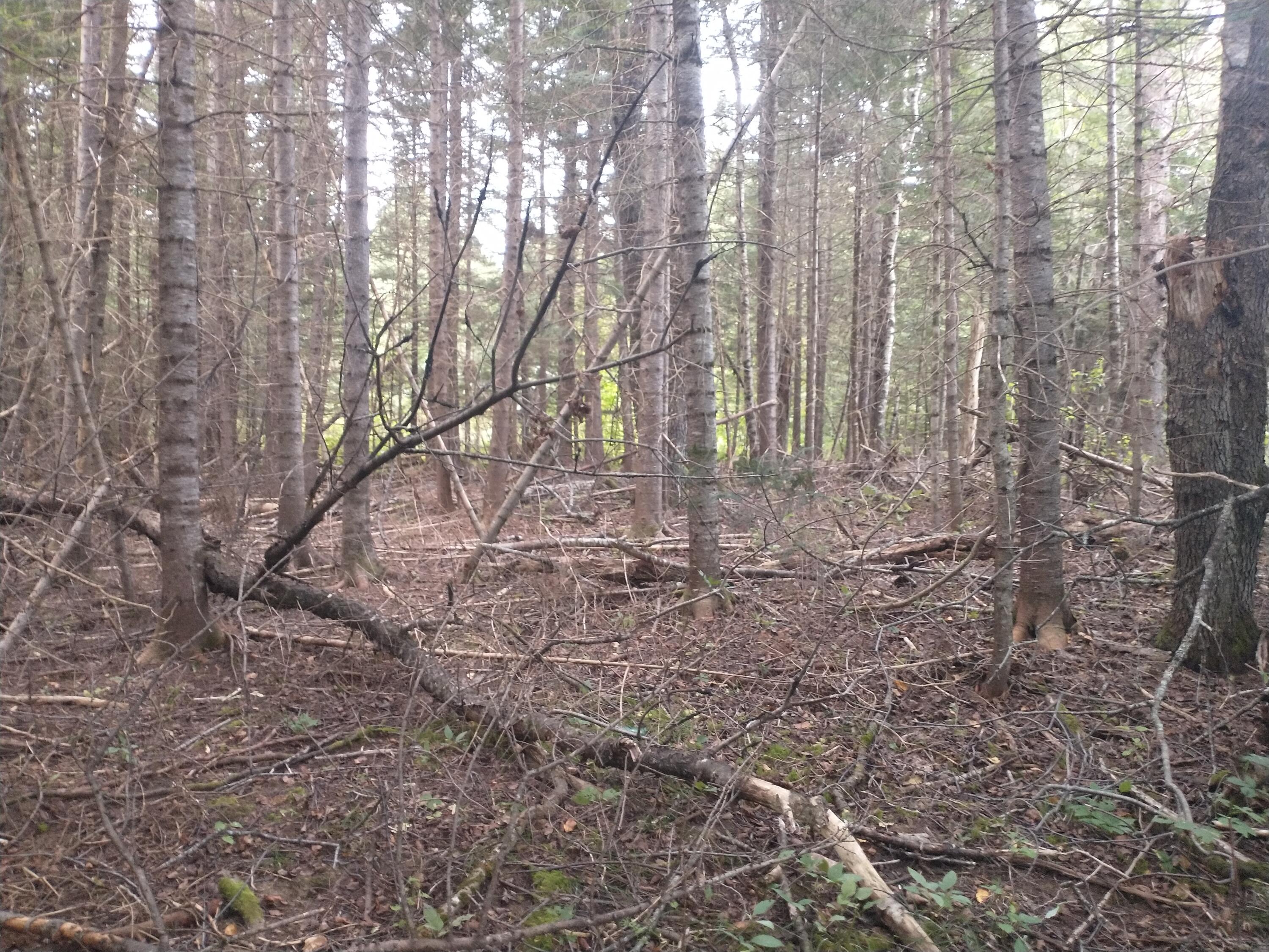 00 Tucker Ridge Road Property Photo 11
