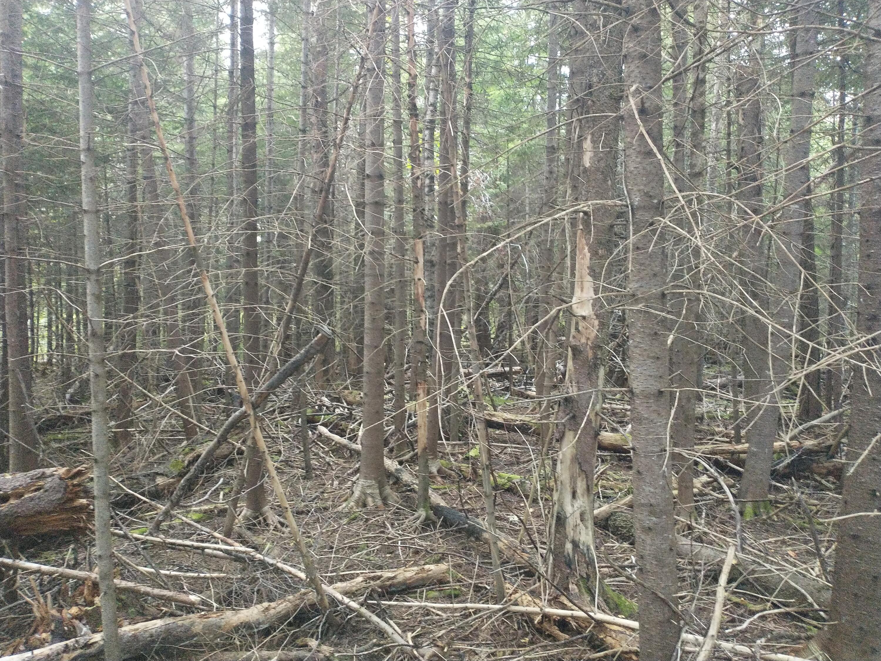 00 Tucker Ridge Road Property Photo 12