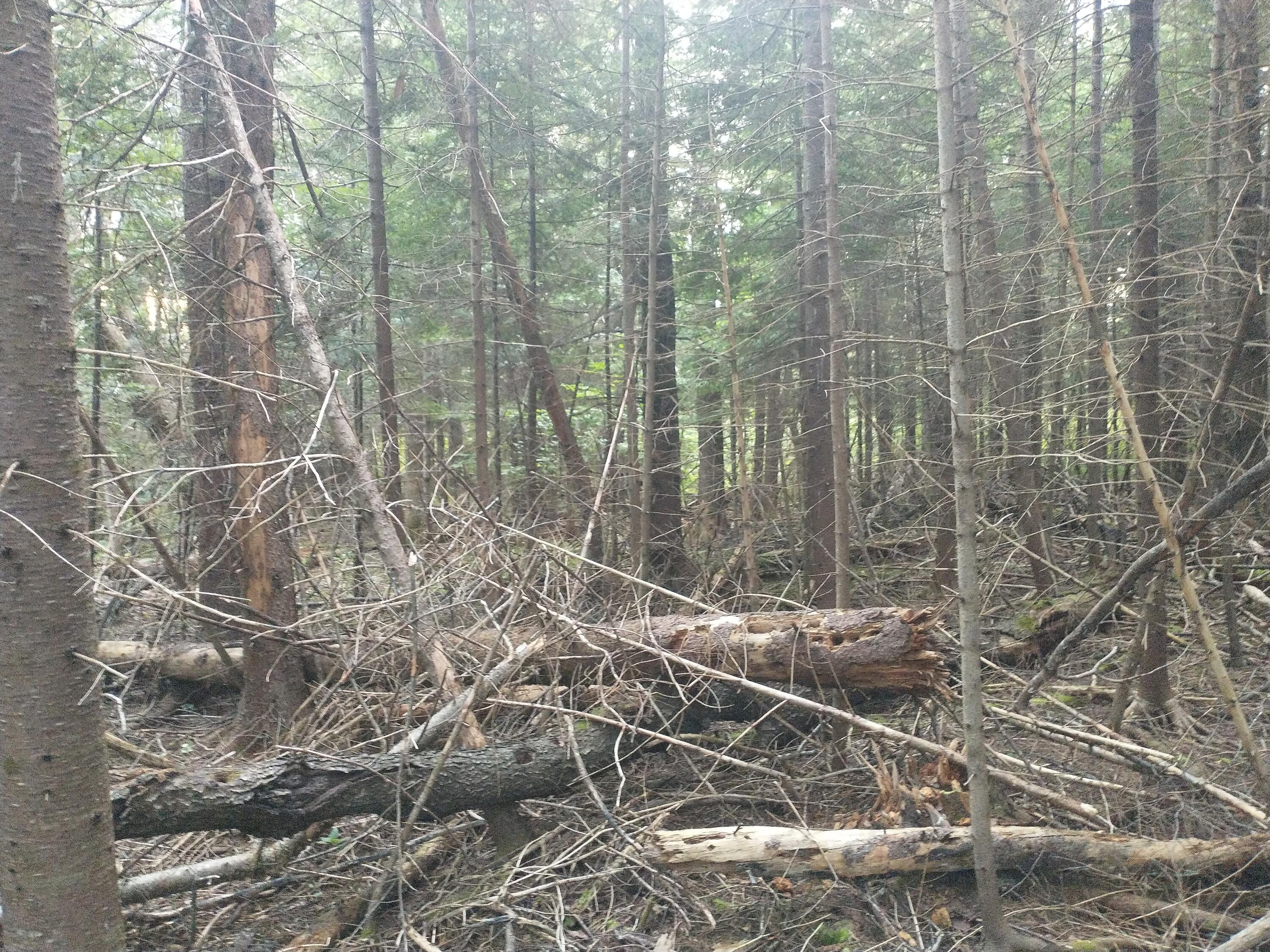 00 Tucker Ridge Road Property Photo 13