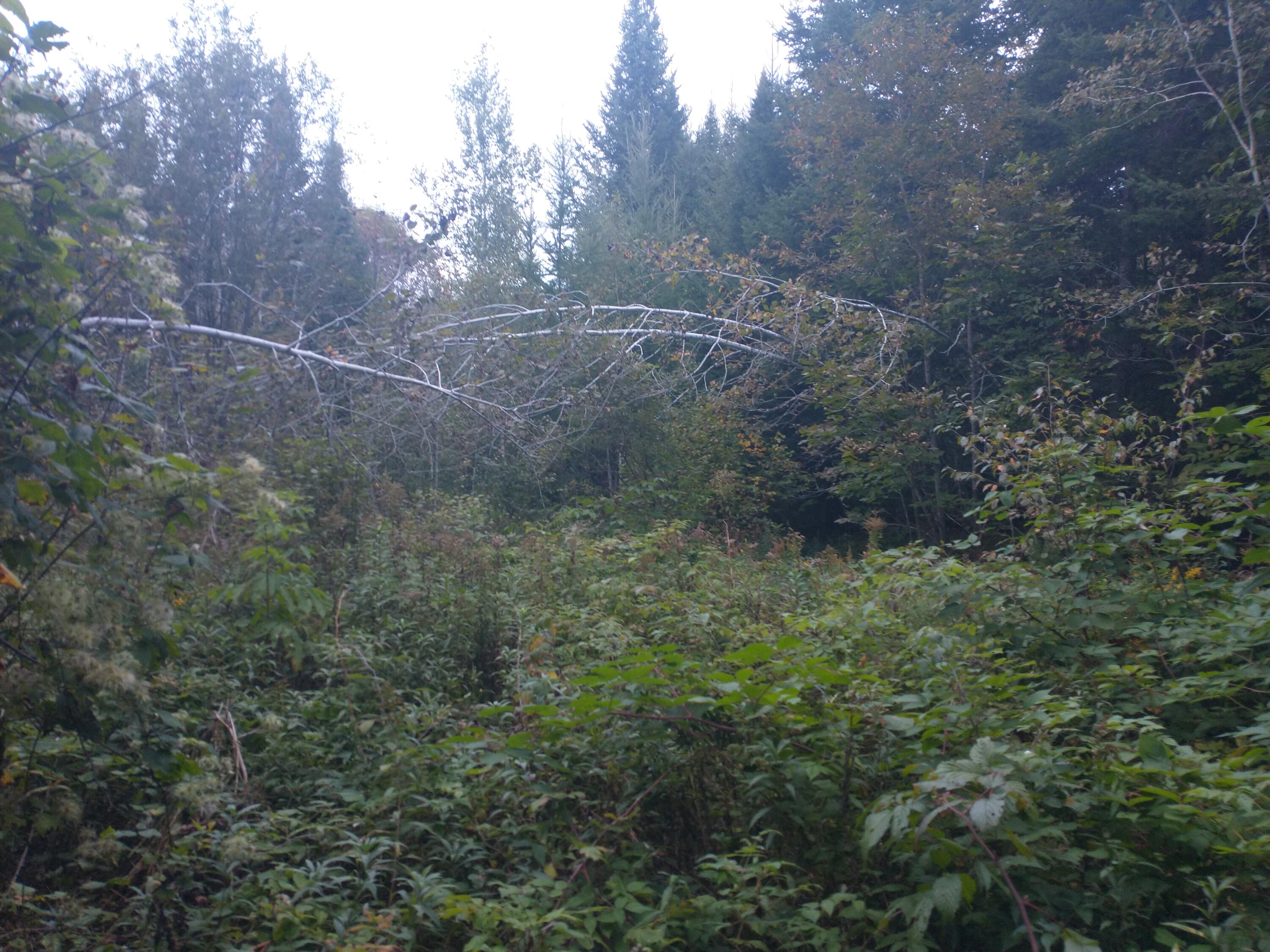 00 Tucker Ridge Road Property Photo 15