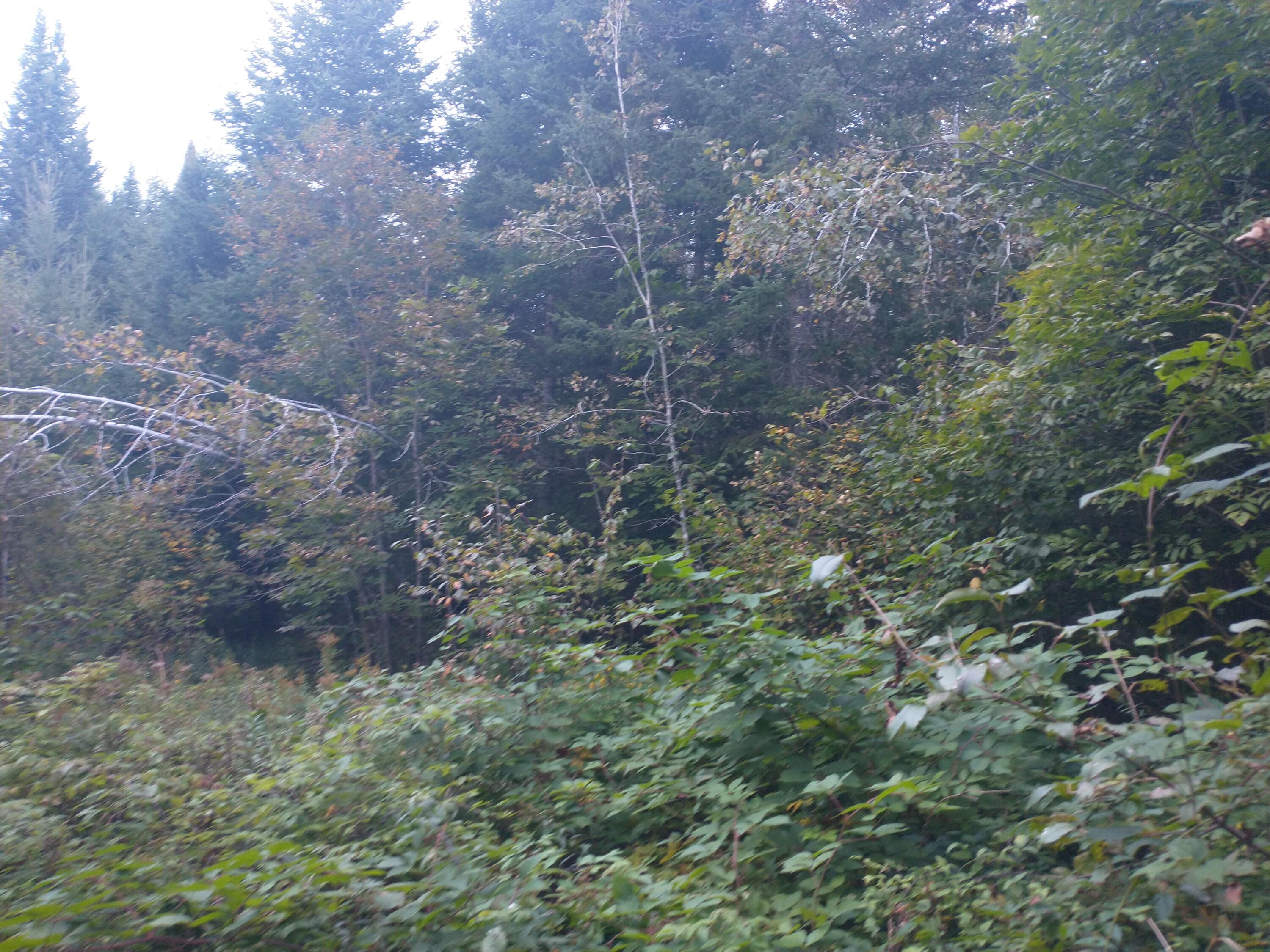 00 Tucker Ridge Road Property Photo 16