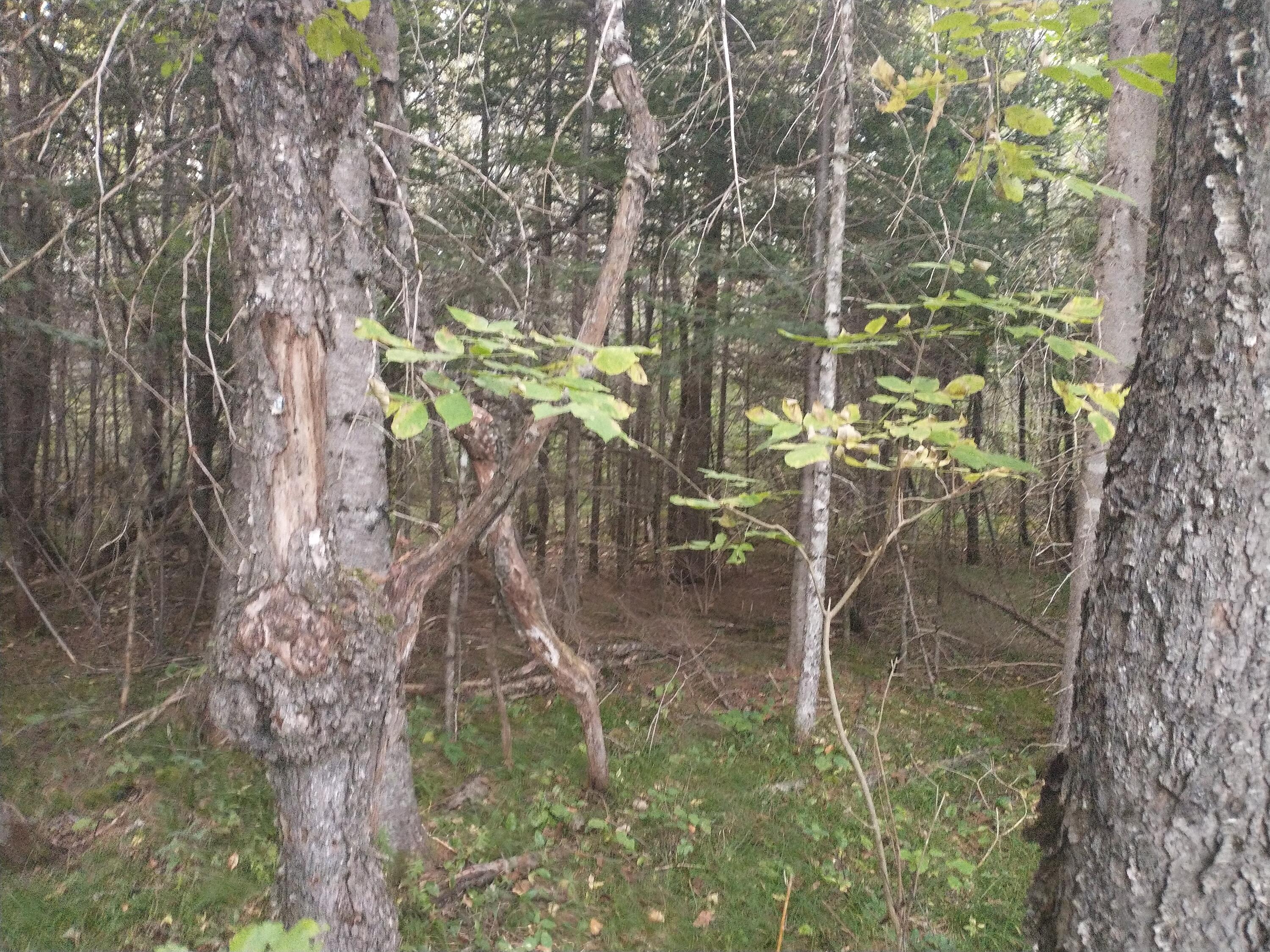00 Tucker Ridge Road Property Photo 7