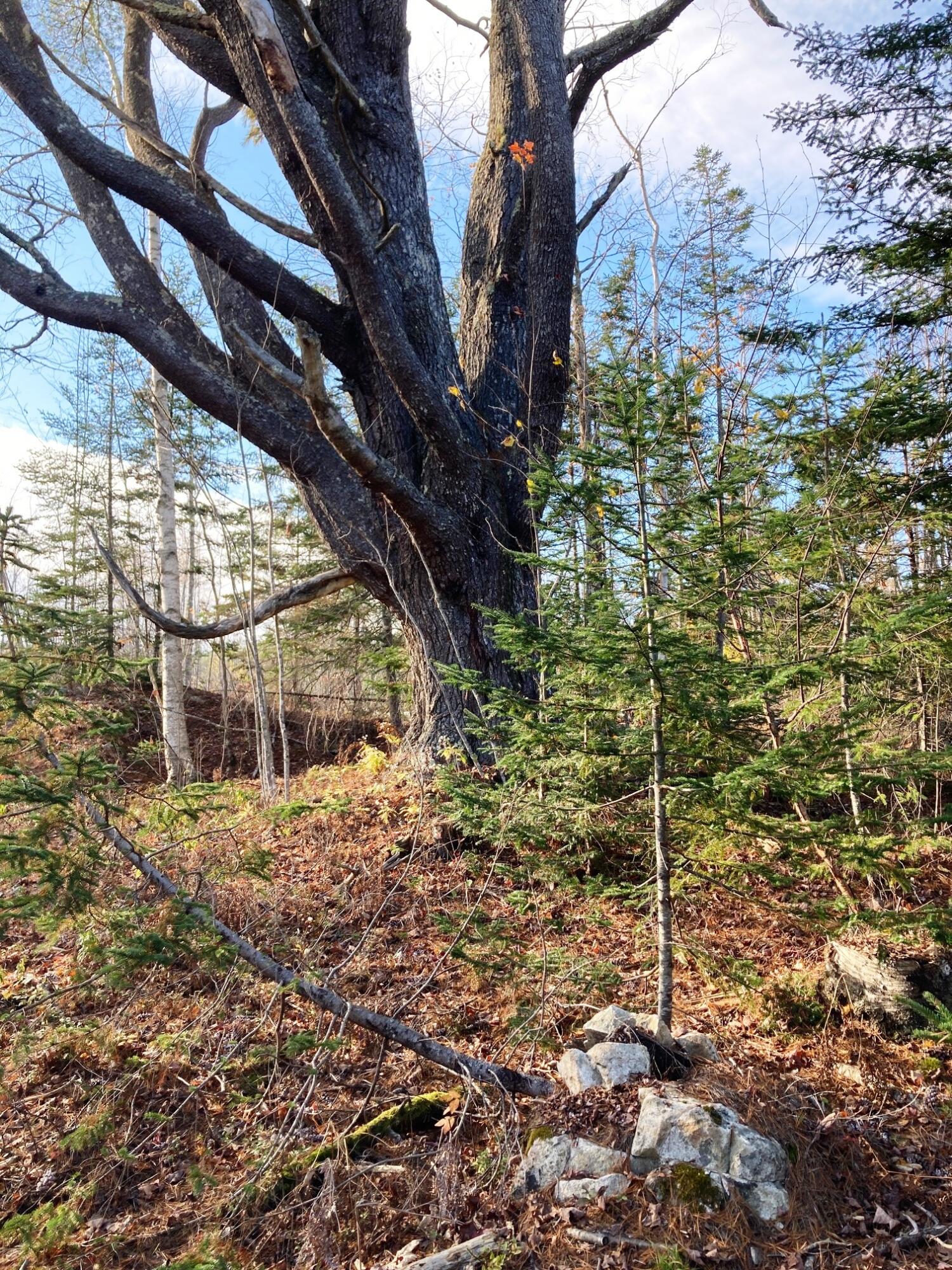 Lot 3 W. Mcmann & Porcupine Hill Road Property Photo 9