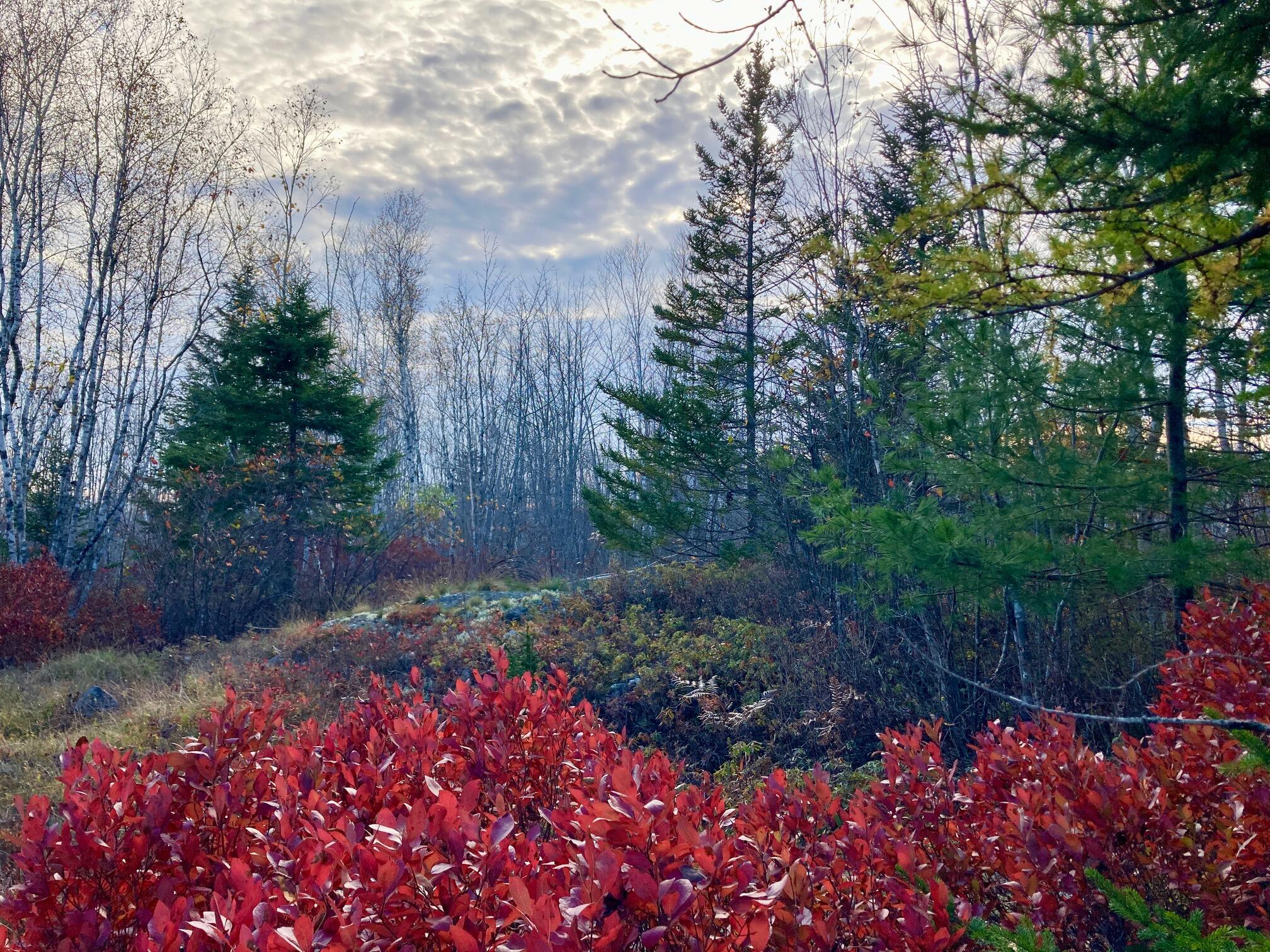 Lot 3 W. Mcmann & Porcupine Hill Road Property Photo 14