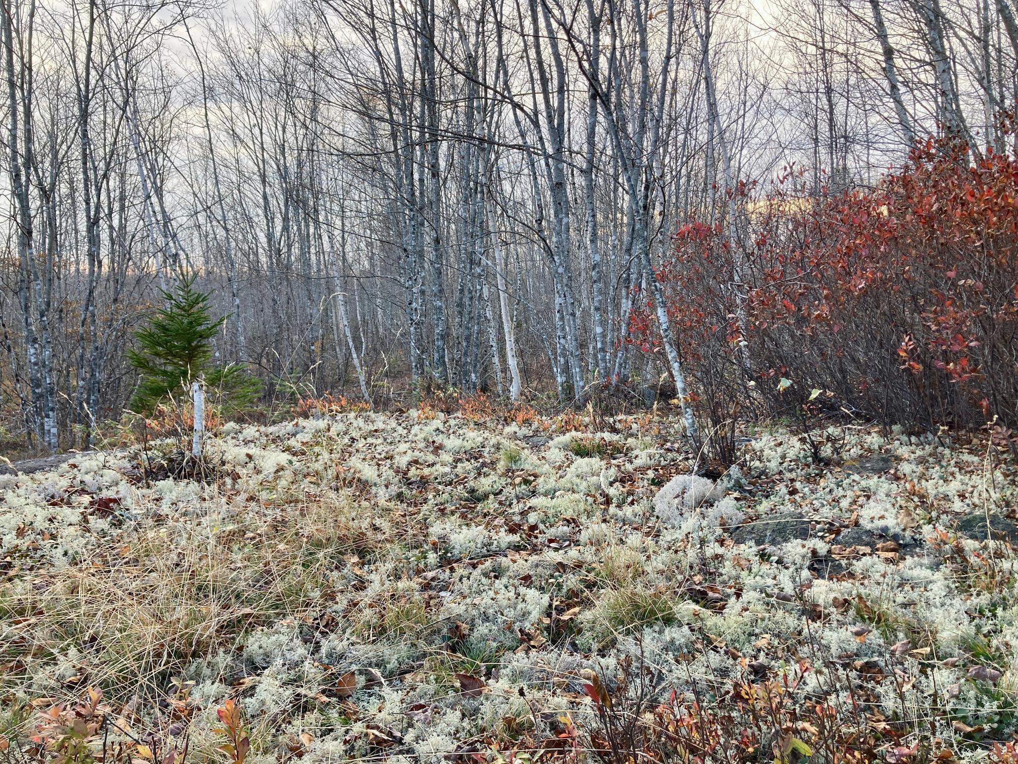 Lot 3 W. Mcmann & Porcupine Hill Road Property Photo 23