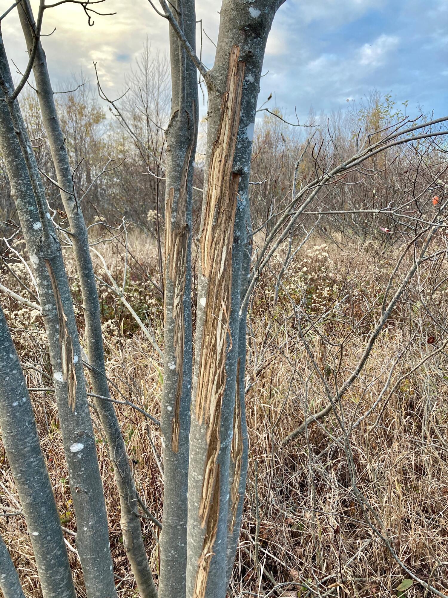 Lot 3 W. Mcmann & Porcupine Hill Road Property Photo 26