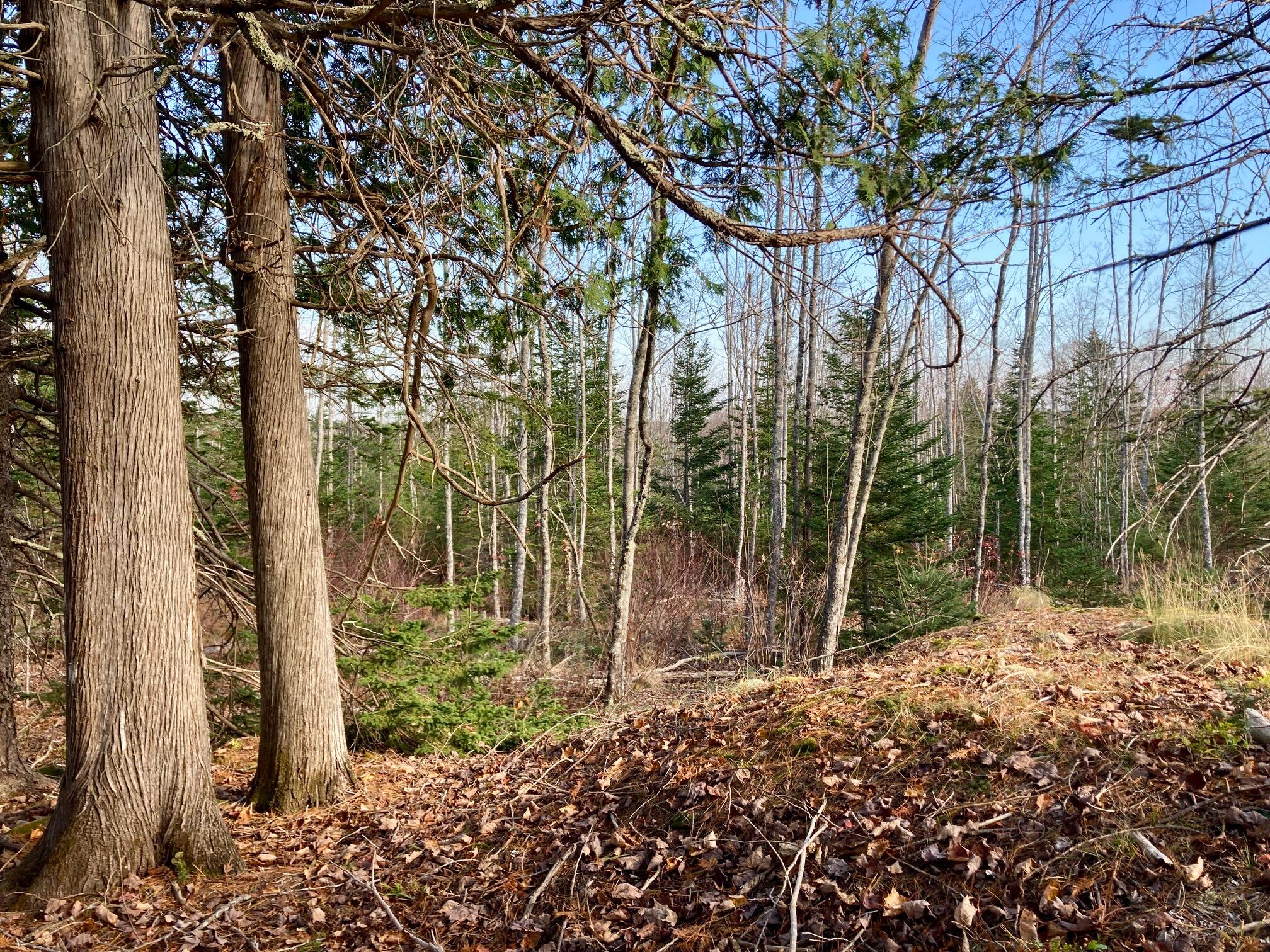 Lot 3 W. Mcmann & Porcupine Hill Road Property Photo 29
