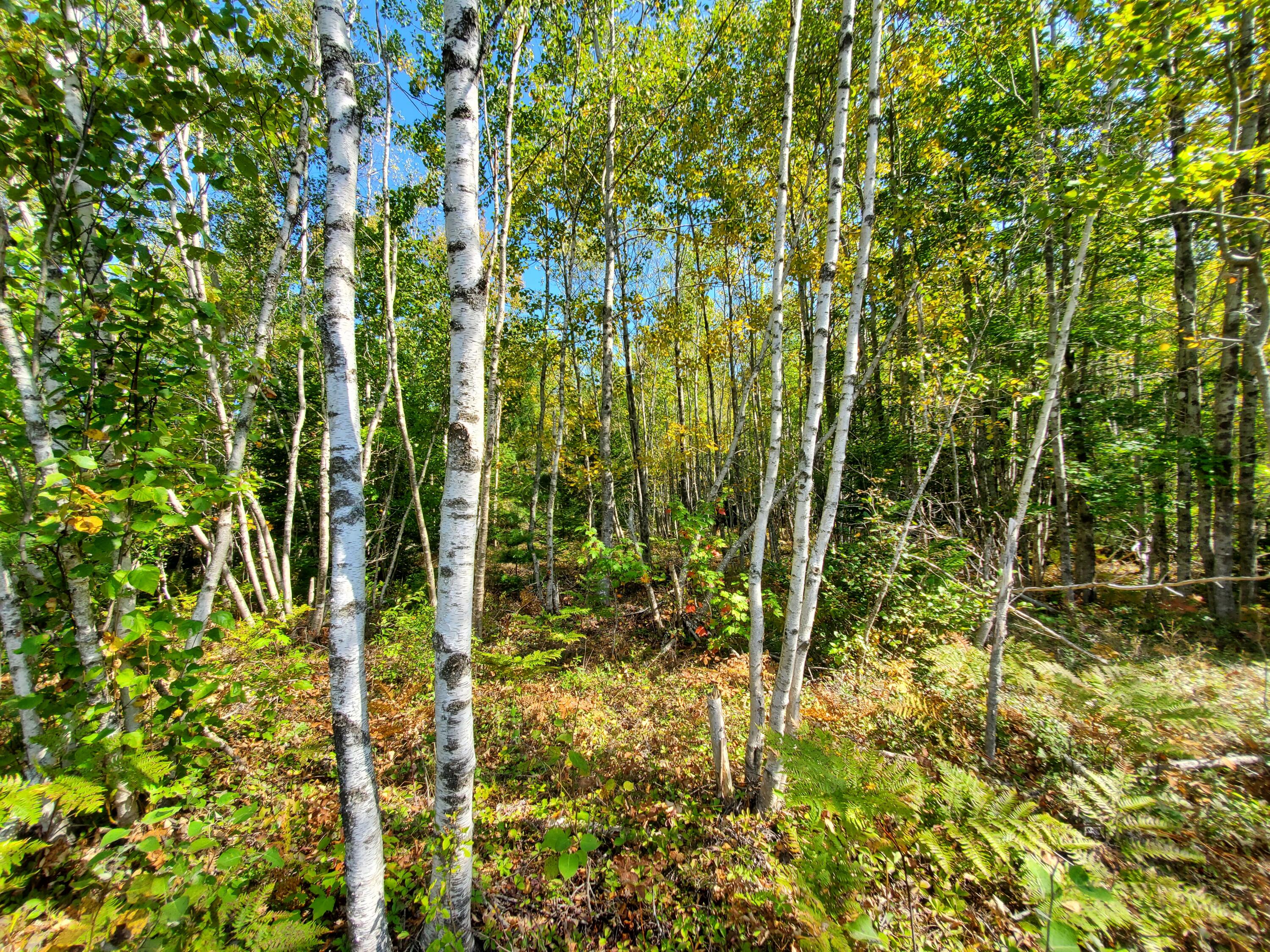 Lot 3 W. Mcmann & Porcupine Hill Road Property Photo 35