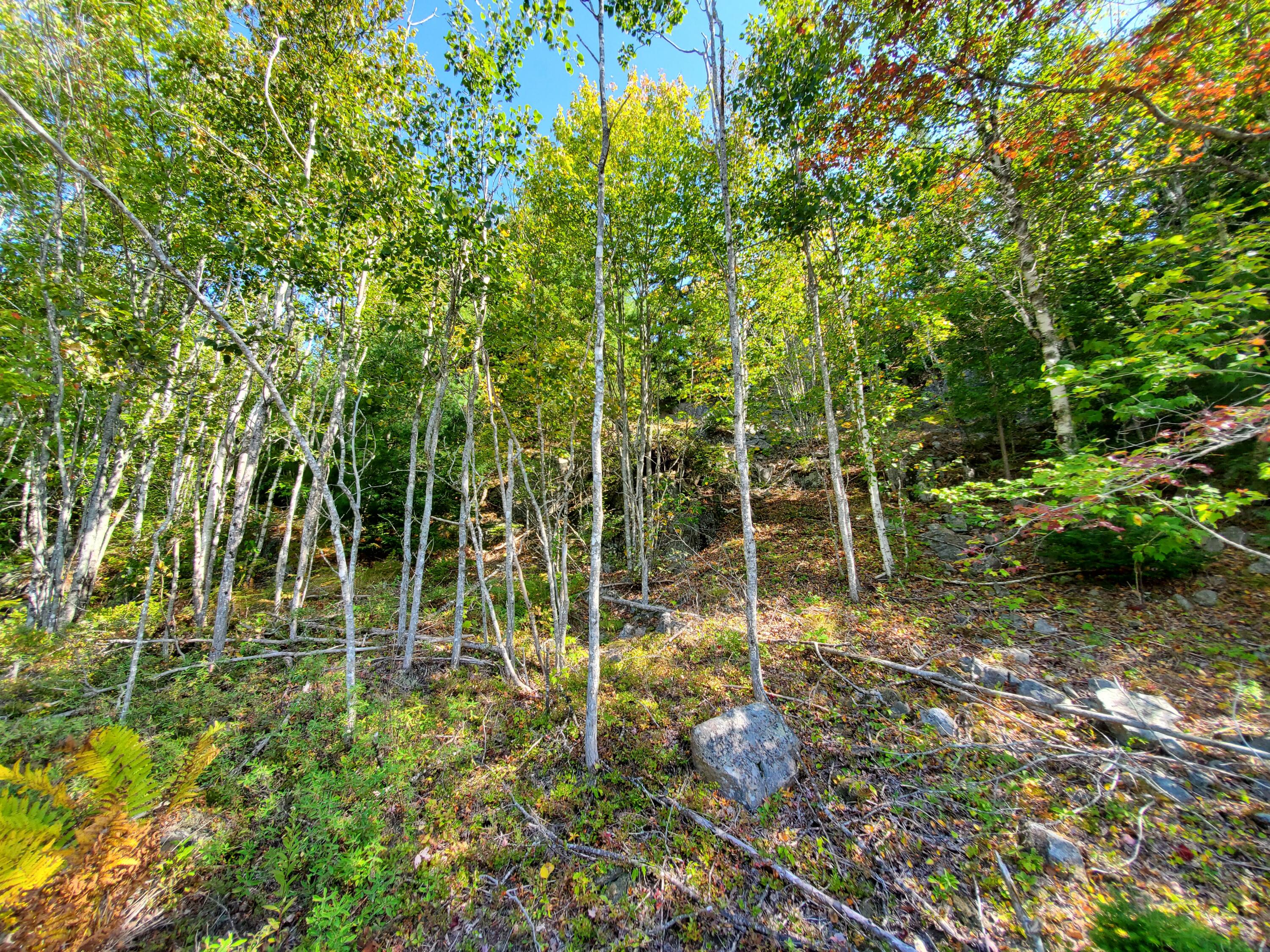 Lot 3 W. Mcmann & Porcupine Hill Road Property Photo 37