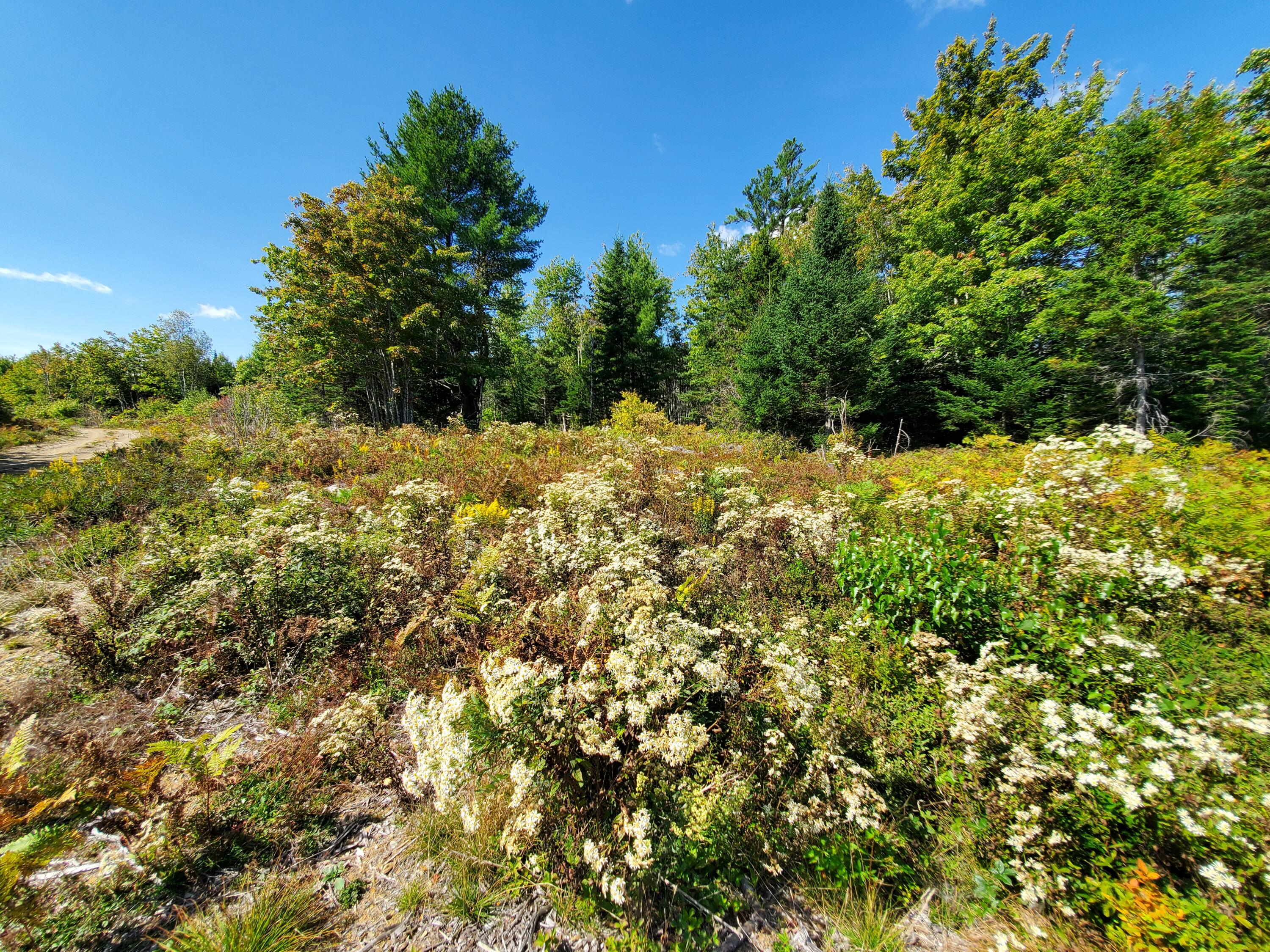 Lot 3 W. Mcmann & Porcupine Hill Road Property Photo 76