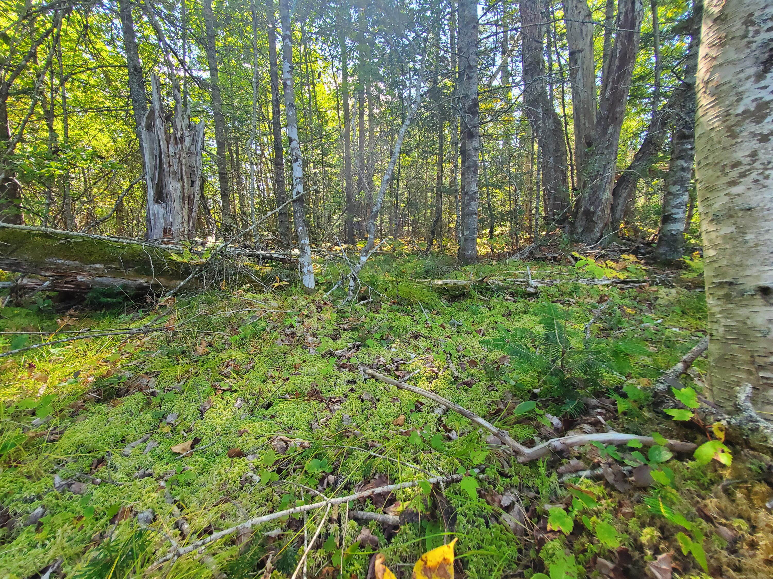 Lot 3 W. Mcmann & Porcupine Hill Road Property Photo 78