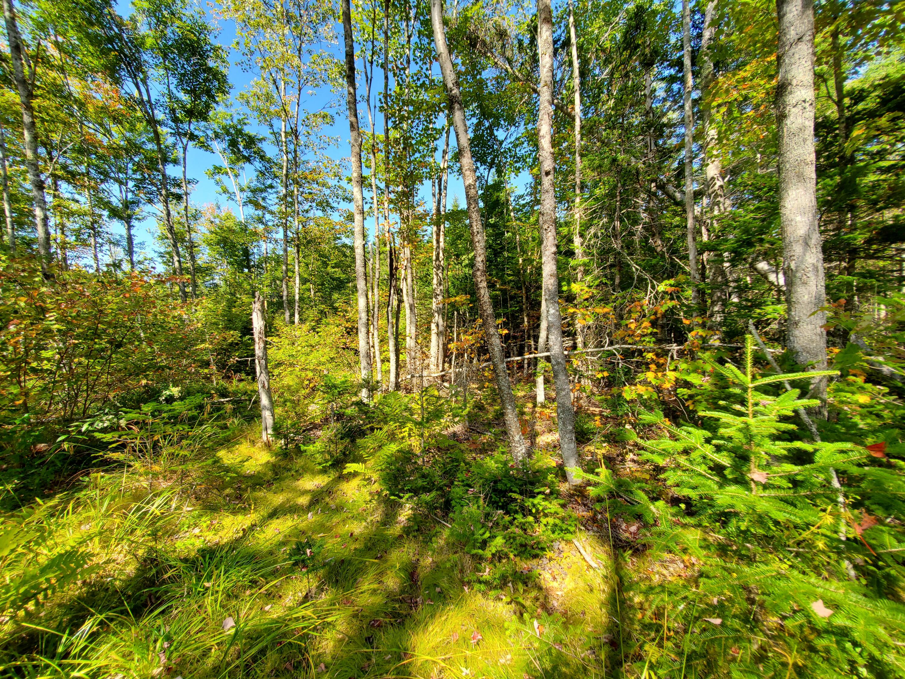Lot 3 W. Mcmann & Porcupine Hill Road Property Photo 79