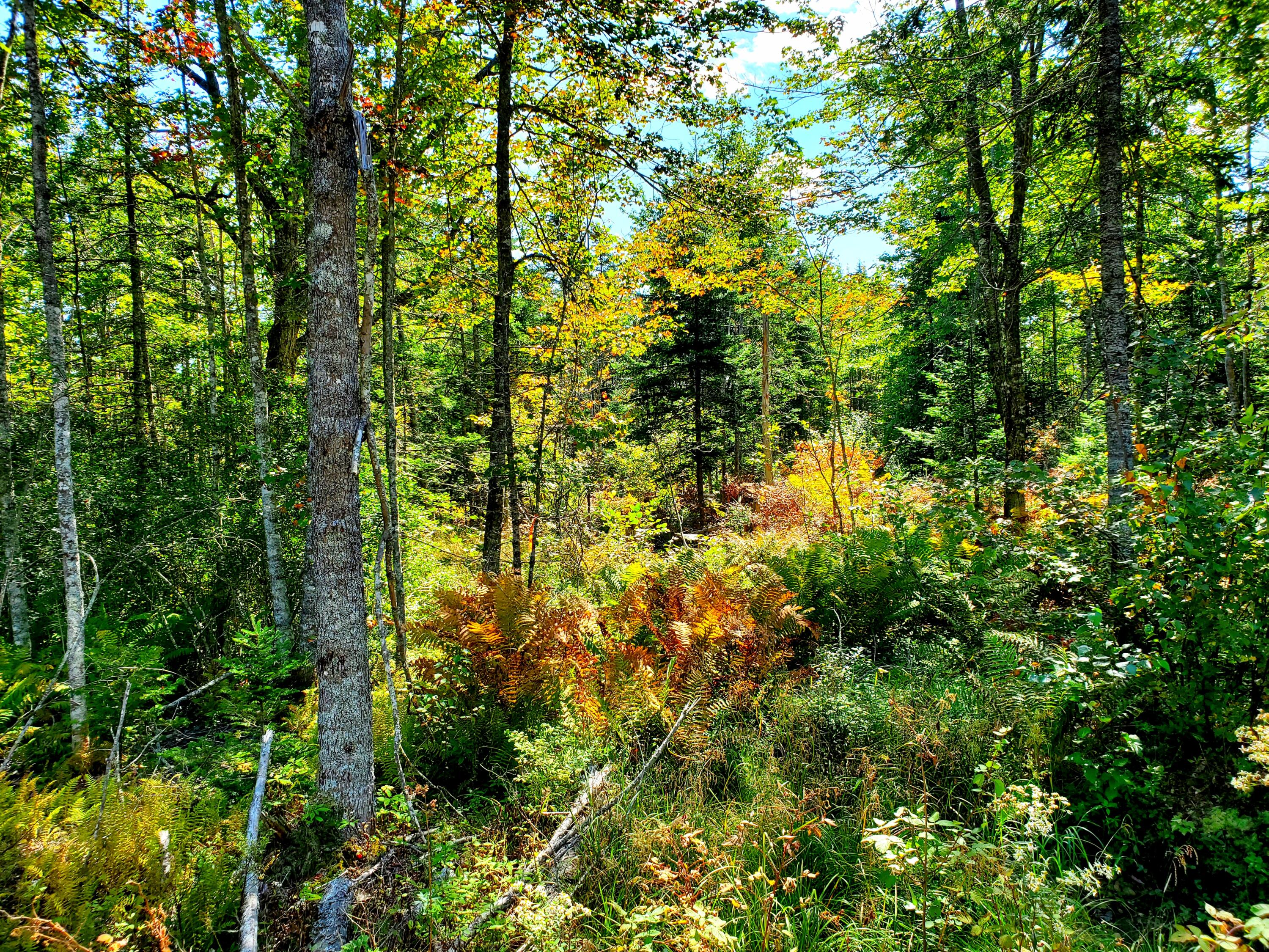 Lot 3 W. Mcmann & Porcupine Hill Road Property Photo 80