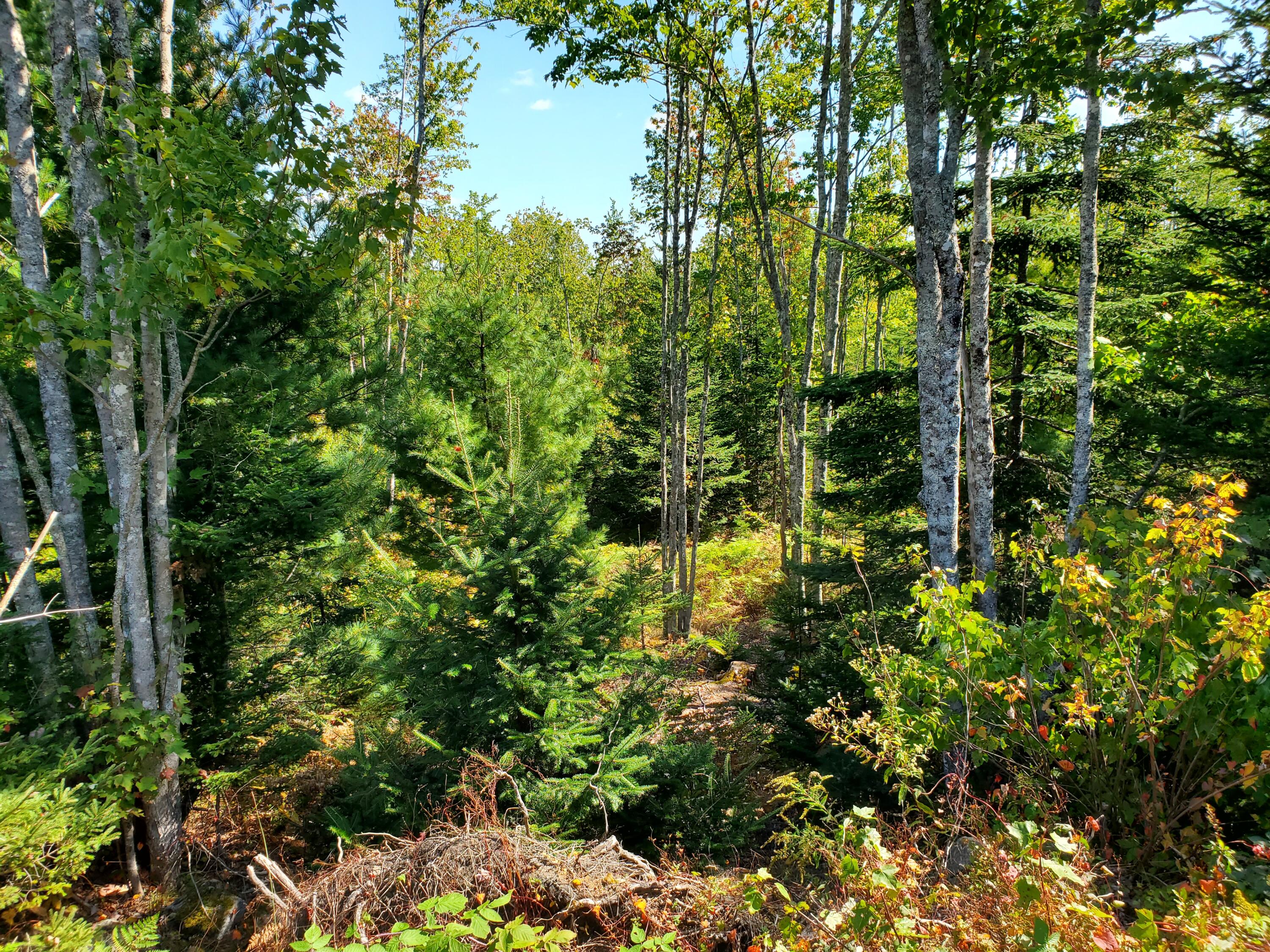 Lot 3 W. Mcmann & Porcupine Hill Road Property Photo 82