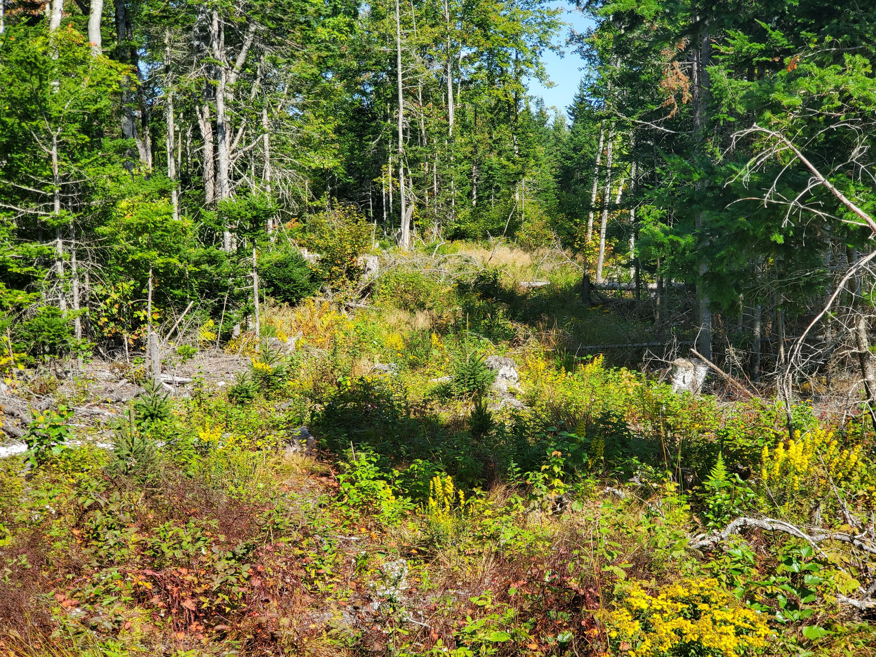 Lot 3 W. Mcmann & Porcupine Hill Road Property Photo 83