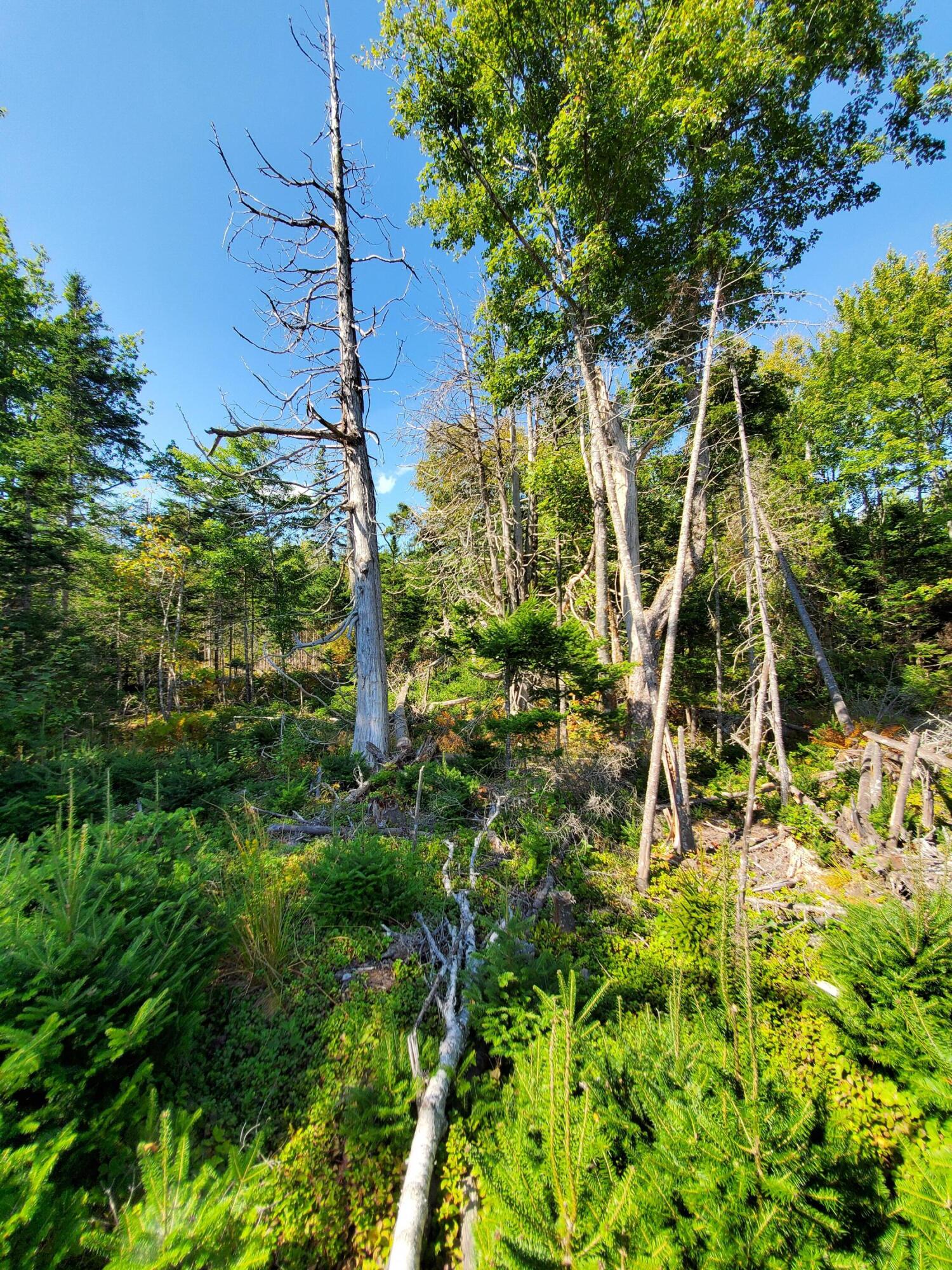 Lot 3 W. Mcmann & Porcupine Hill Road Property Photo 85